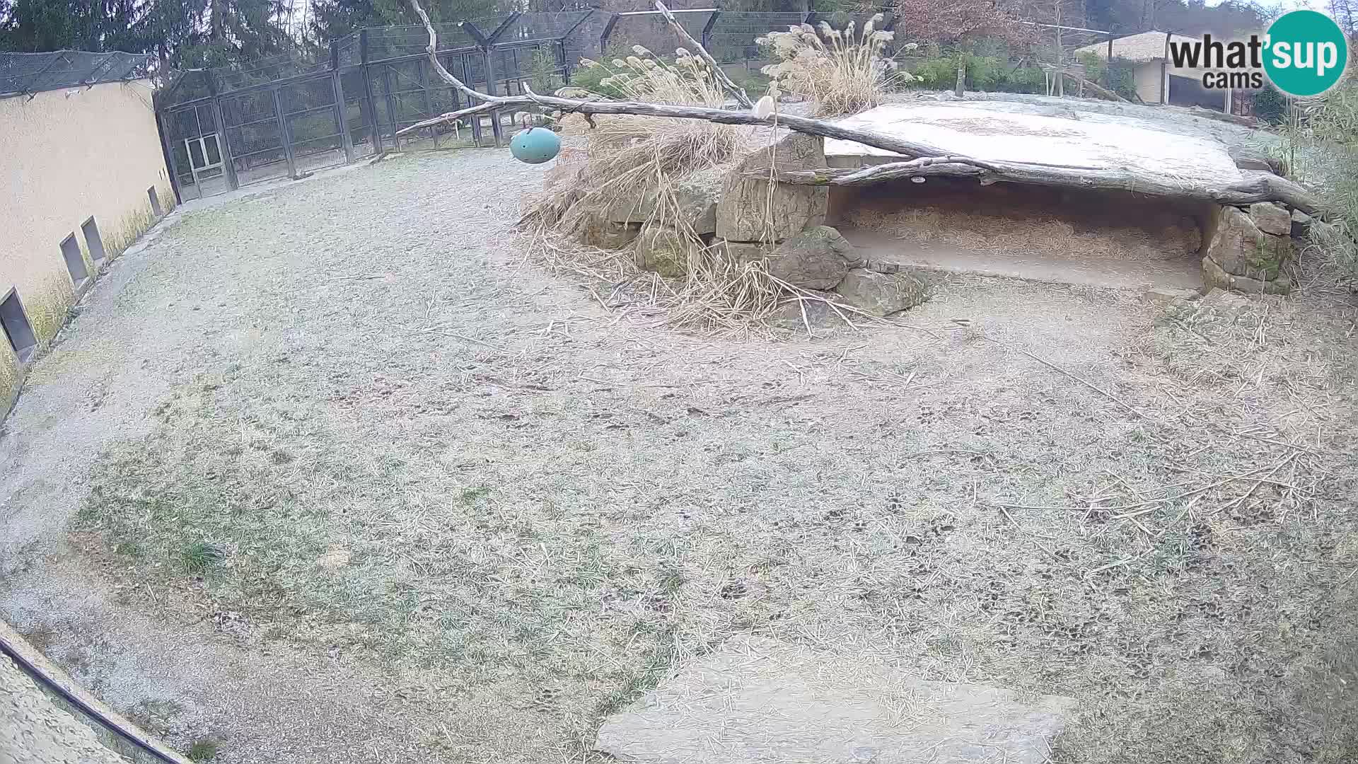 LION live Webcam in Ljubljana Zoo – Slovenia