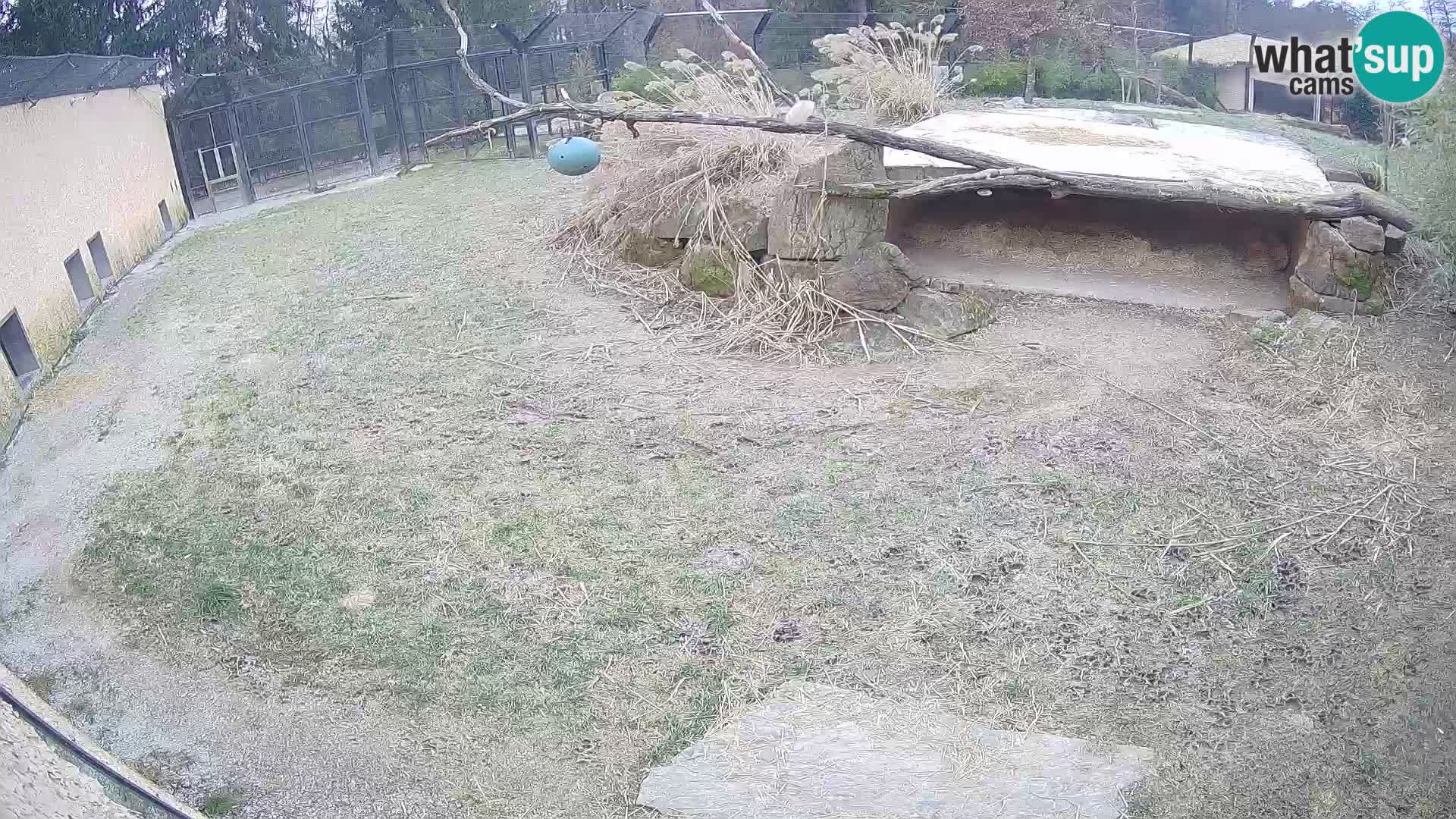 LION live Webcam in Ljubljana Zoo – Slovenia