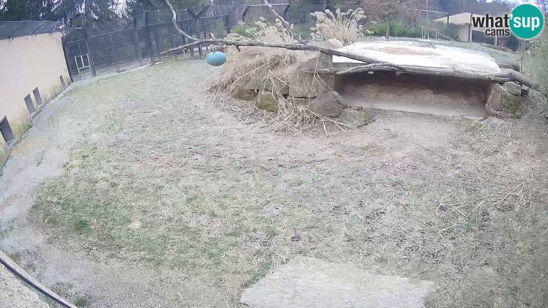 LION live Webcam in Ljubljana Zoo – Slovenia