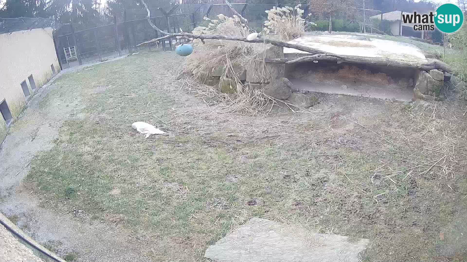 LION live Webcam in Ljubljana Zoo – Slovenia