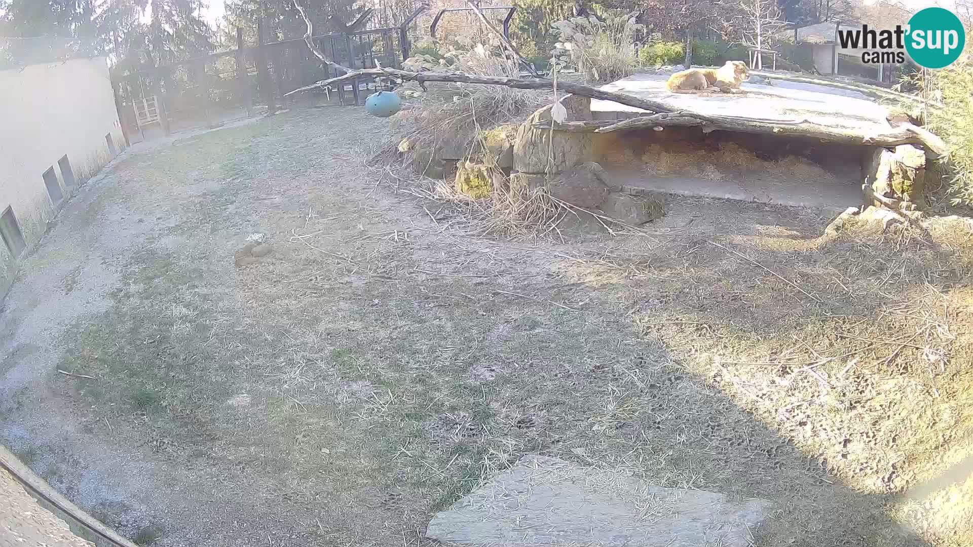 LION live Webcam in Ljubljana Zoo – Slovenia