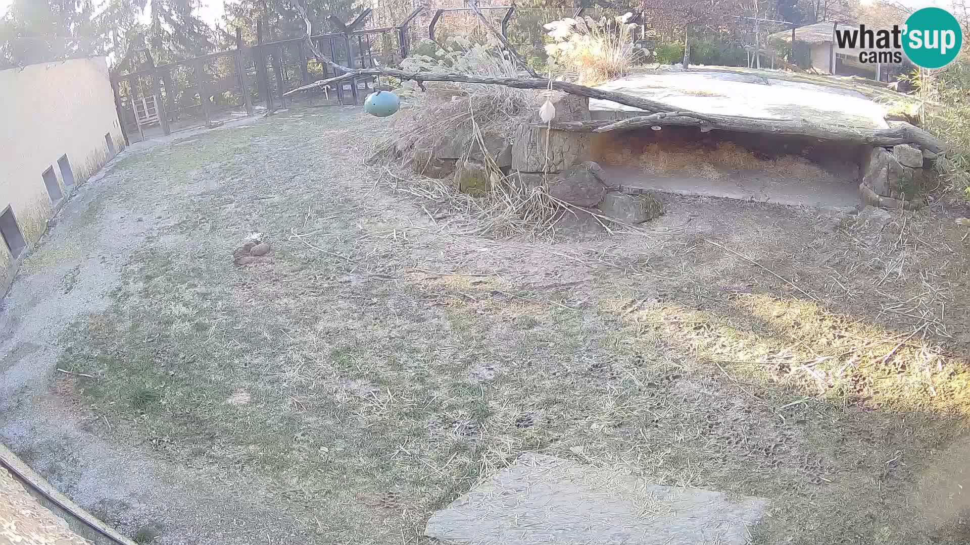 LION live Webcam in Ljubljana Zoo – Slovenia