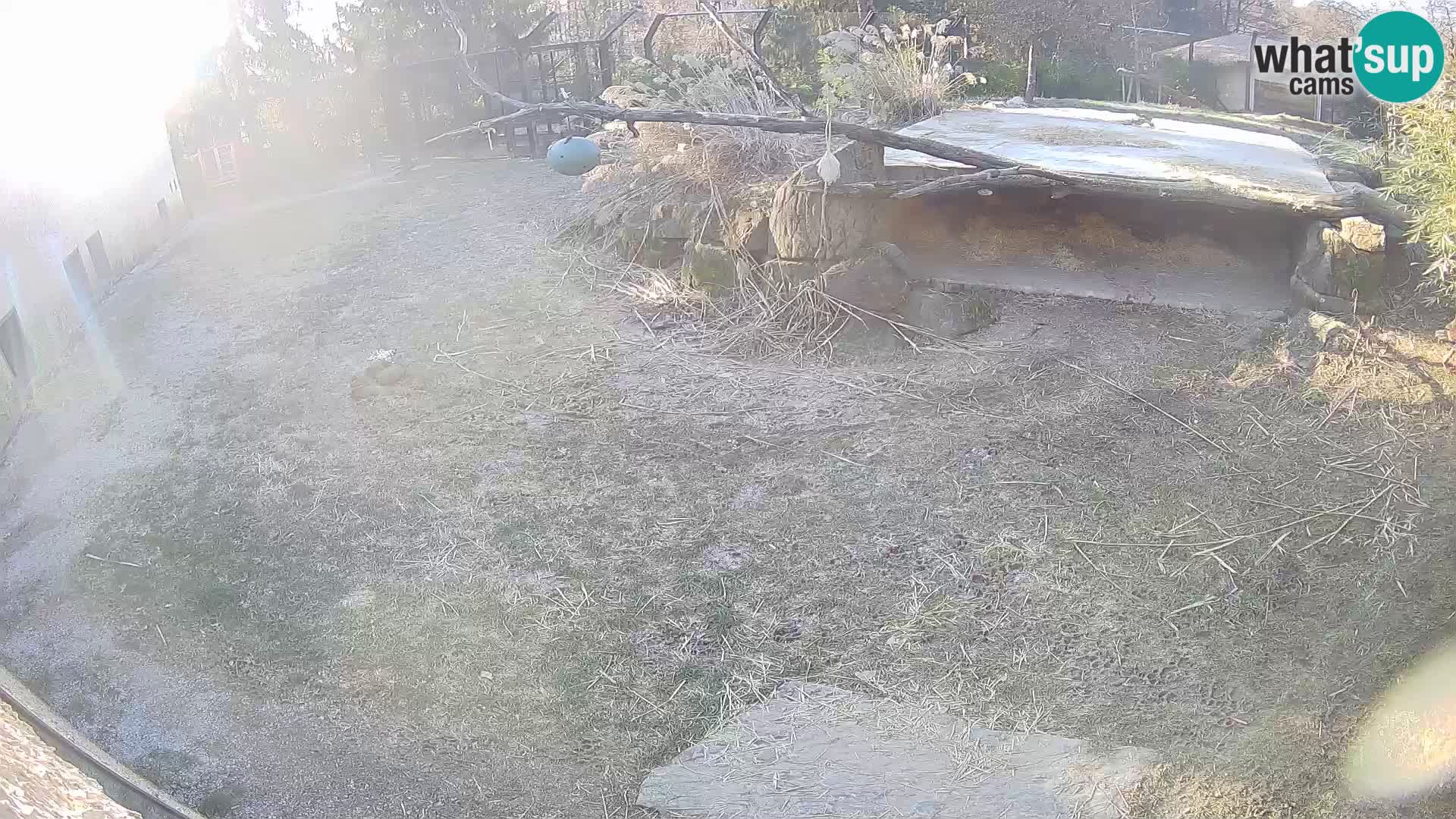 LION live Webcam in Ljubljana Zoo – Slovenia