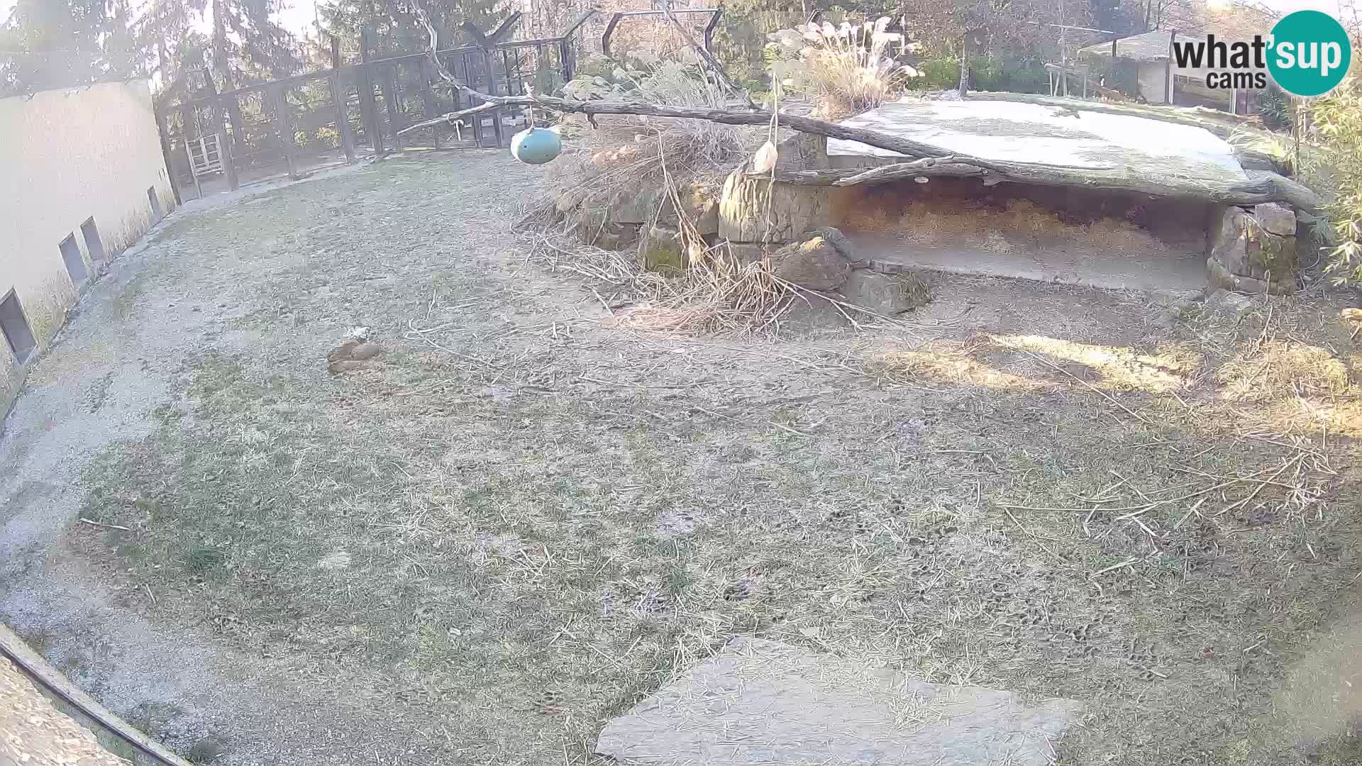 LION live Webcam in Ljubljana Zoo – Slovenia