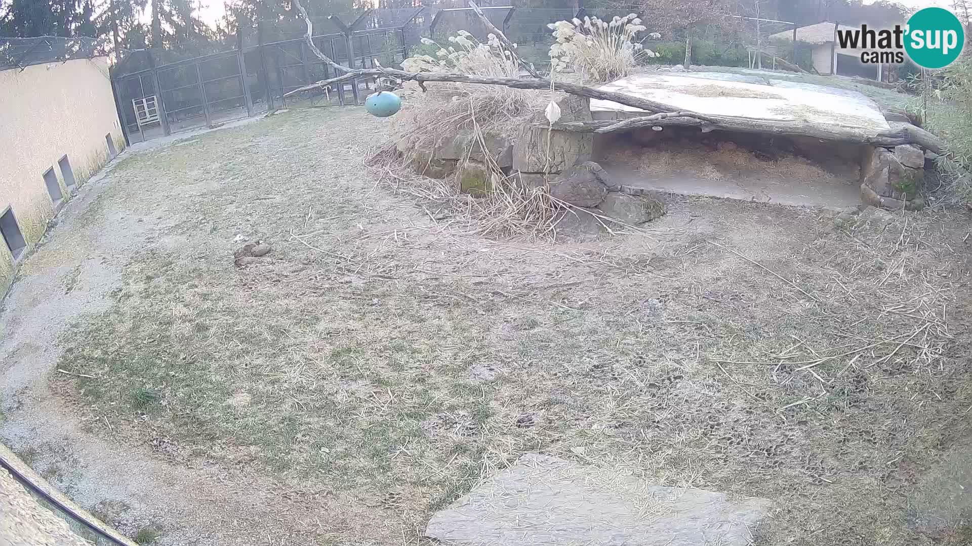 LION live Webcam in Ljubljana Zoo – Slovenia