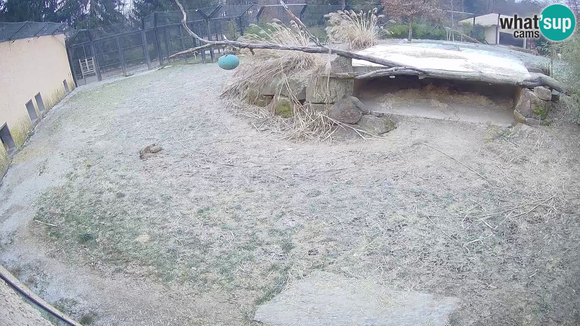 LION live Webcam in Ljubljana Zoo – Slovenia