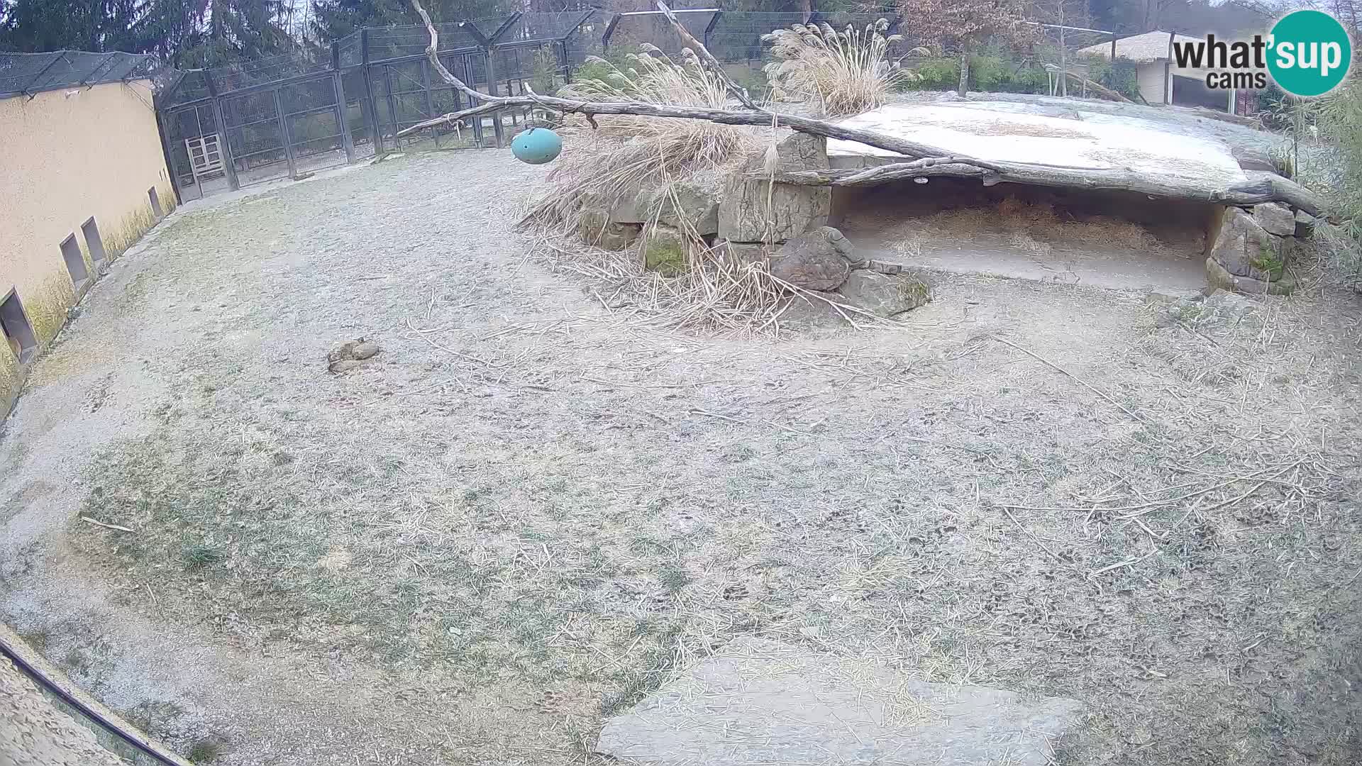 LEONE live Webcam nello zoo di Lubiana – Slovenia