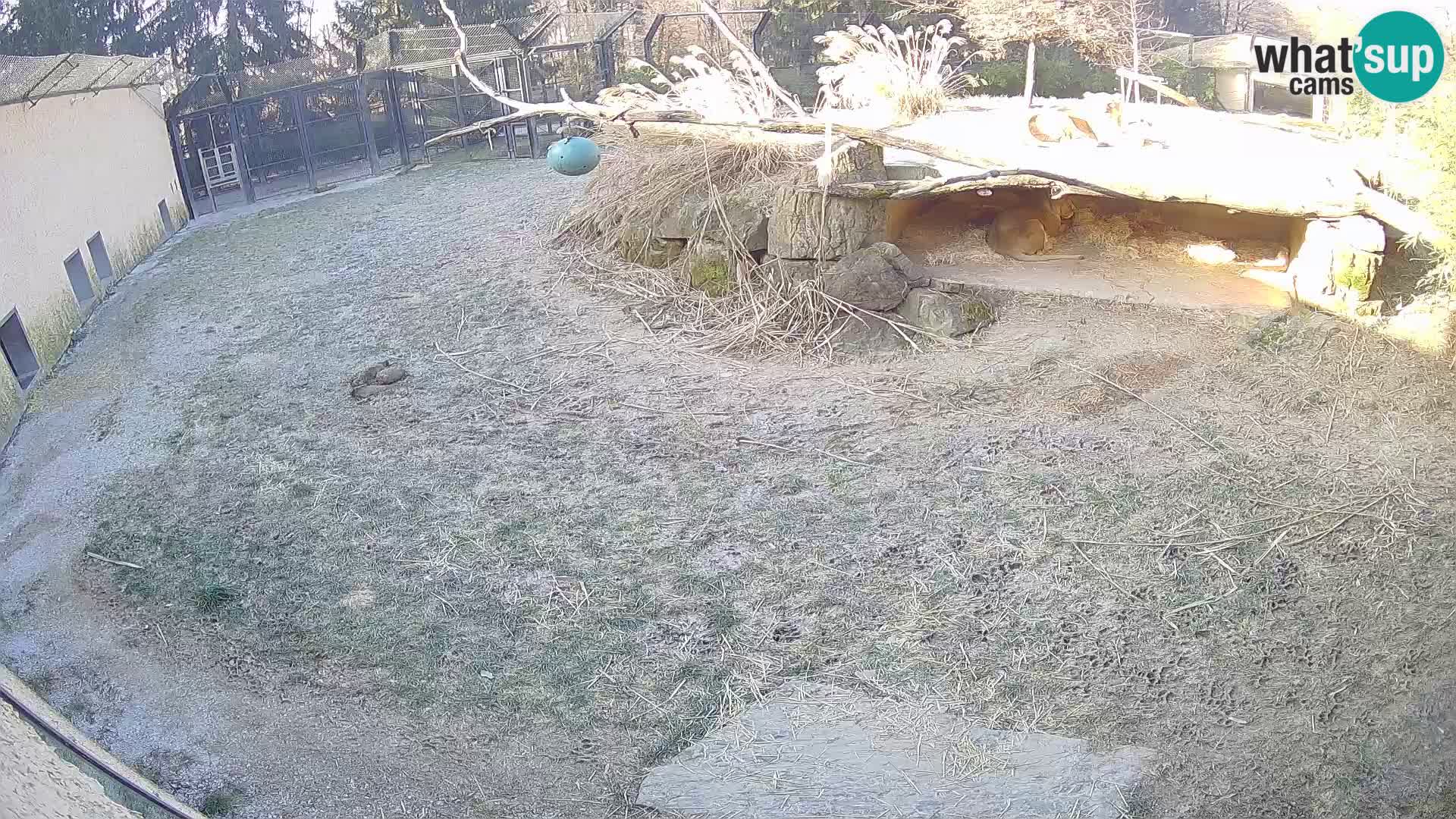 LION live Webcam in Ljubljana Zoo – Slovenia