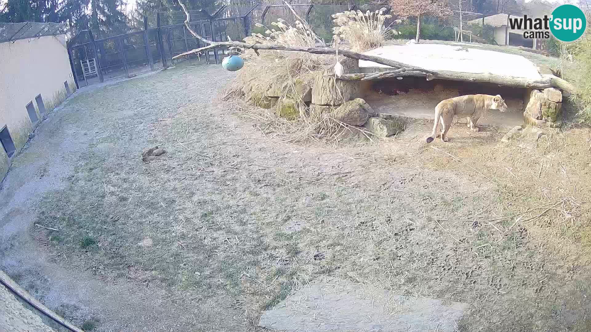 LION live Webcam in Ljubljana Zoo – Slovenia