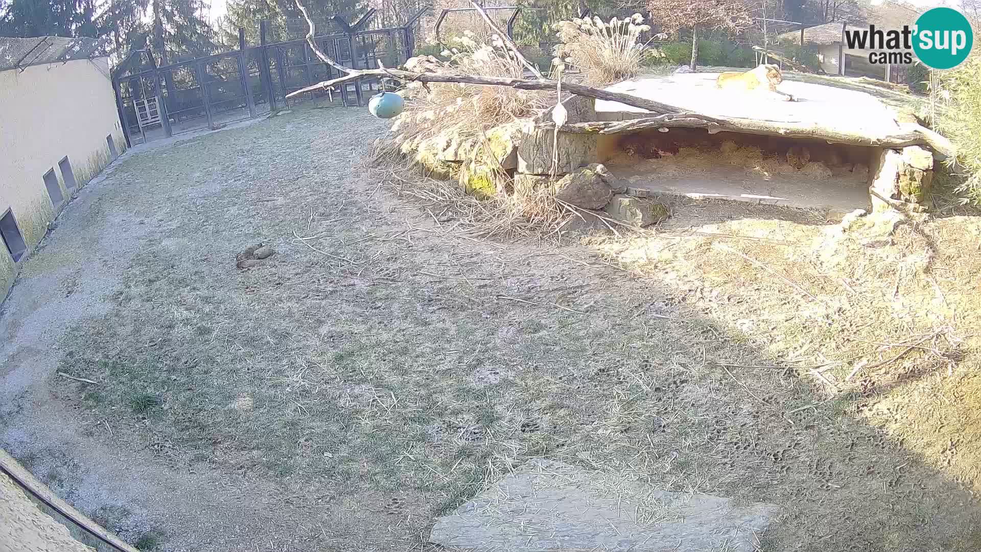 LION live Webcam in Ljubljana Zoo – Slovenia