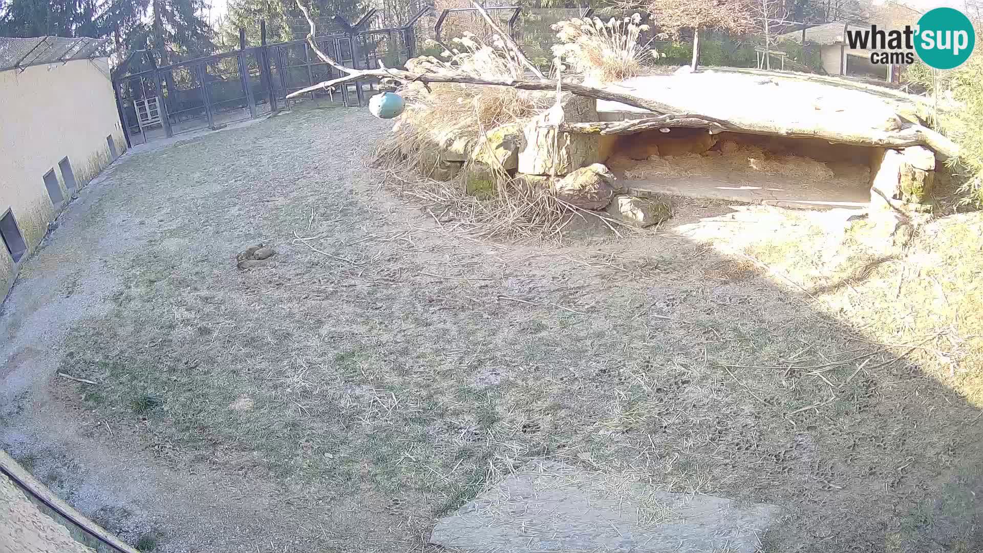 LION live Webcam in Ljubljana Zoo – Slovenia