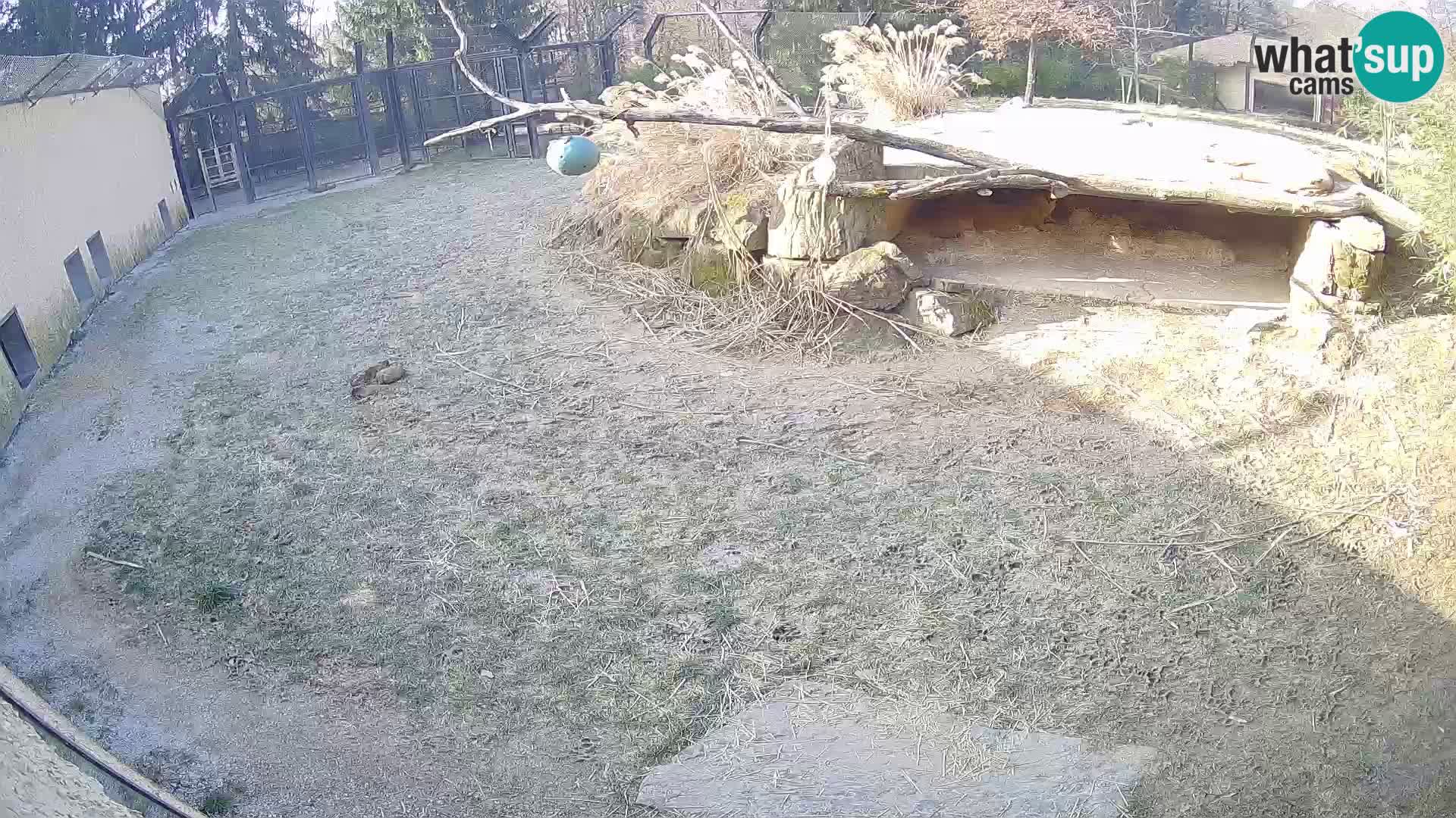 LION live Webcam in Ljubljana Zoo – Slovenia