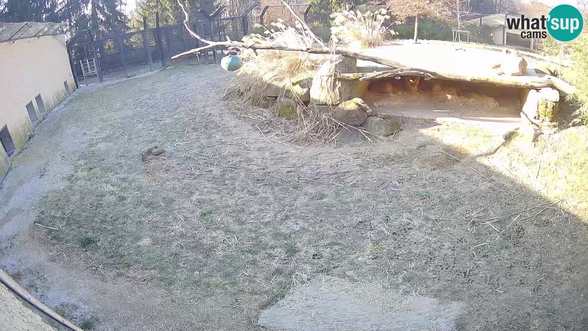 LION live Webcam in Ljubljana Zoo – Slovenia