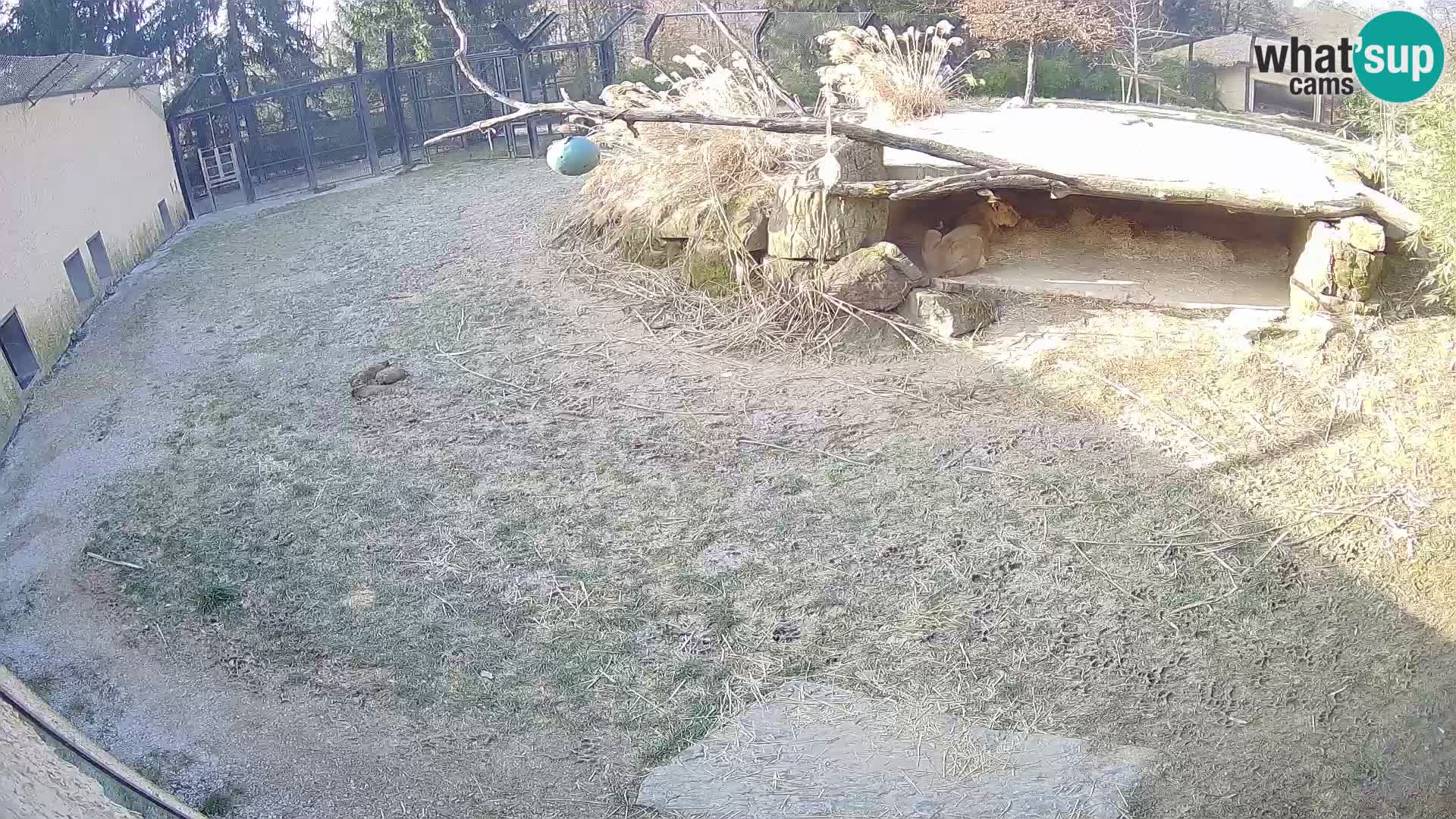 LION live Webcam in Ljubljana Zoo – Slovenia