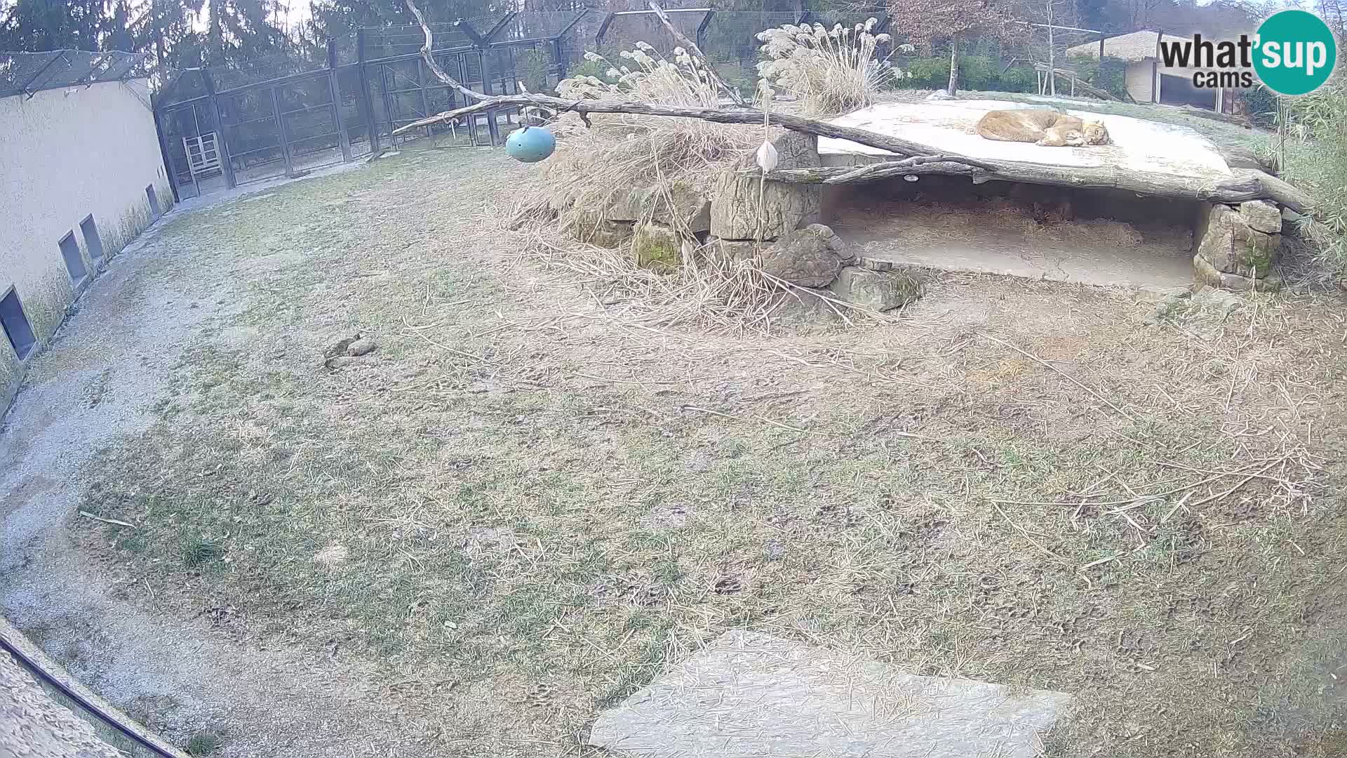 LION live Webcam in Ljubljana Zoo – Slovenia