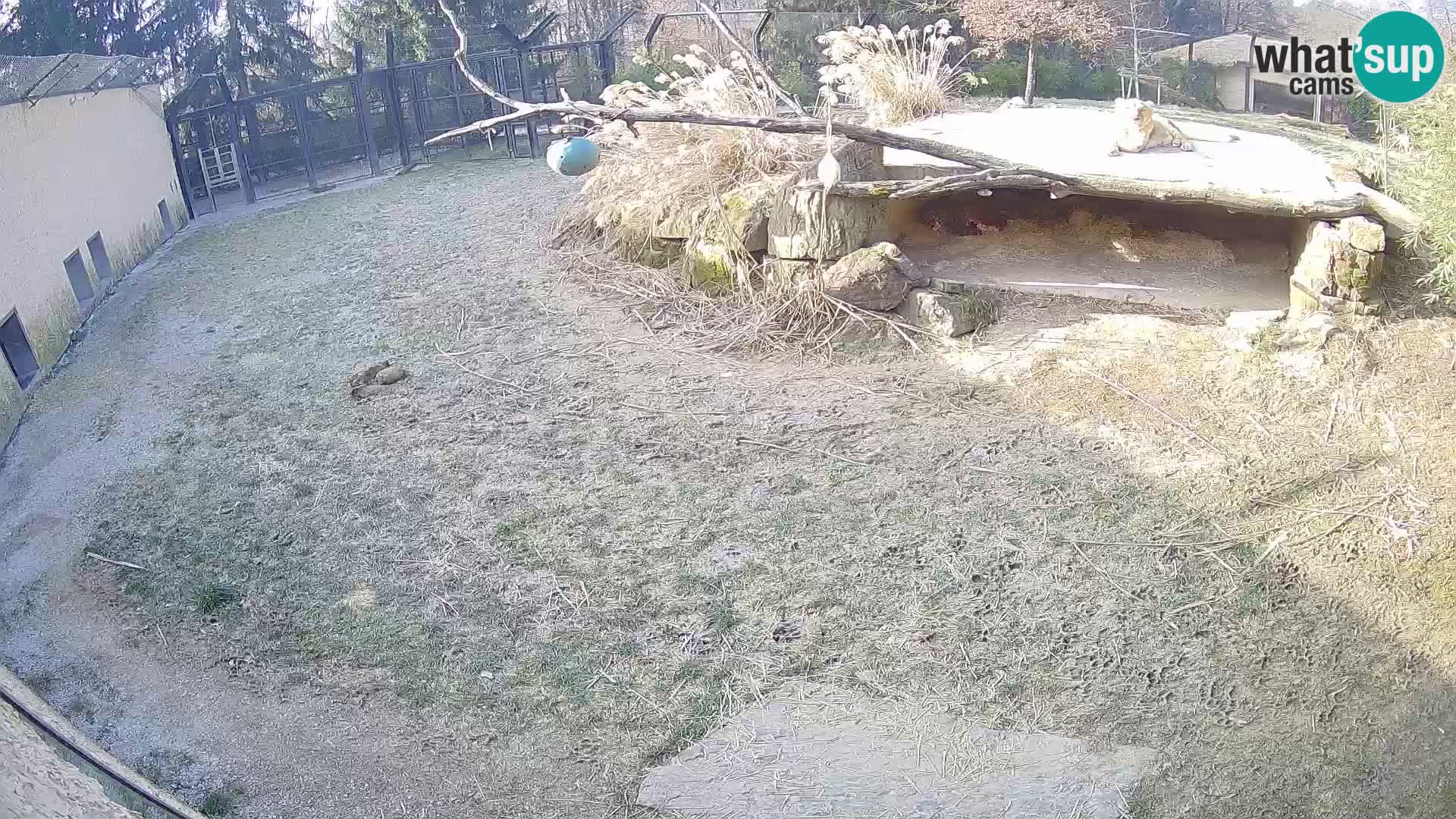 LION live Webcam in Ljubljana Zoo – Slovenia