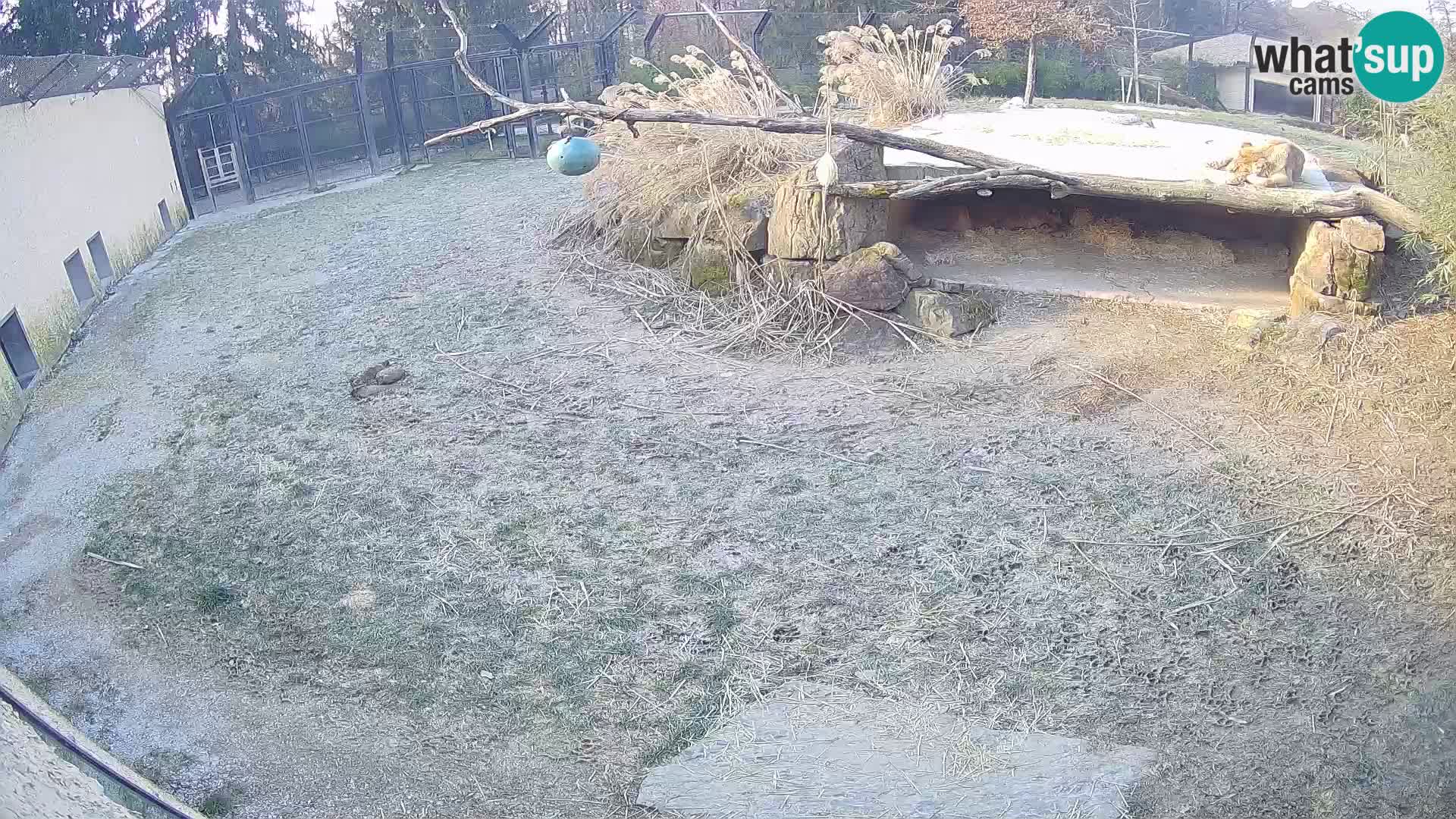 LION live Webcam in Ljubljana Zoo – Slovenia