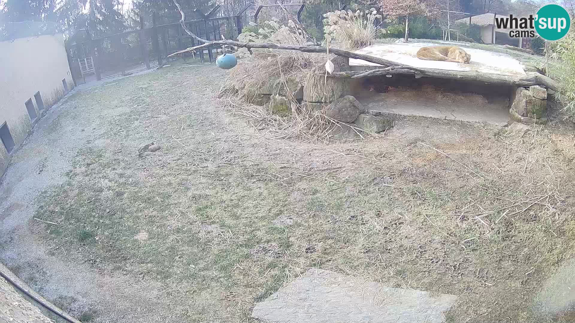 LION live Webcam in Ljubljana Zoo – Slovenia