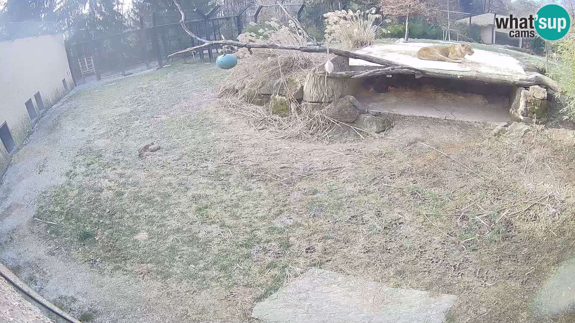 LION live Webcam in Ljubljana Zoo – Slovenia