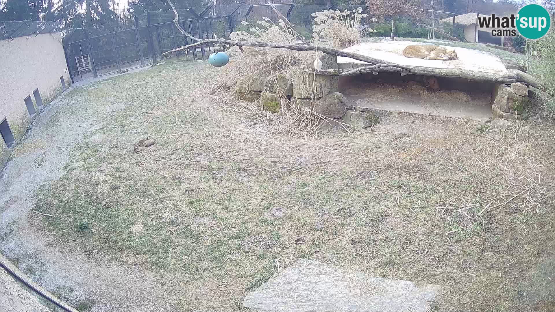 LION live Webcam in Ljubljana Zoo – Slovenia