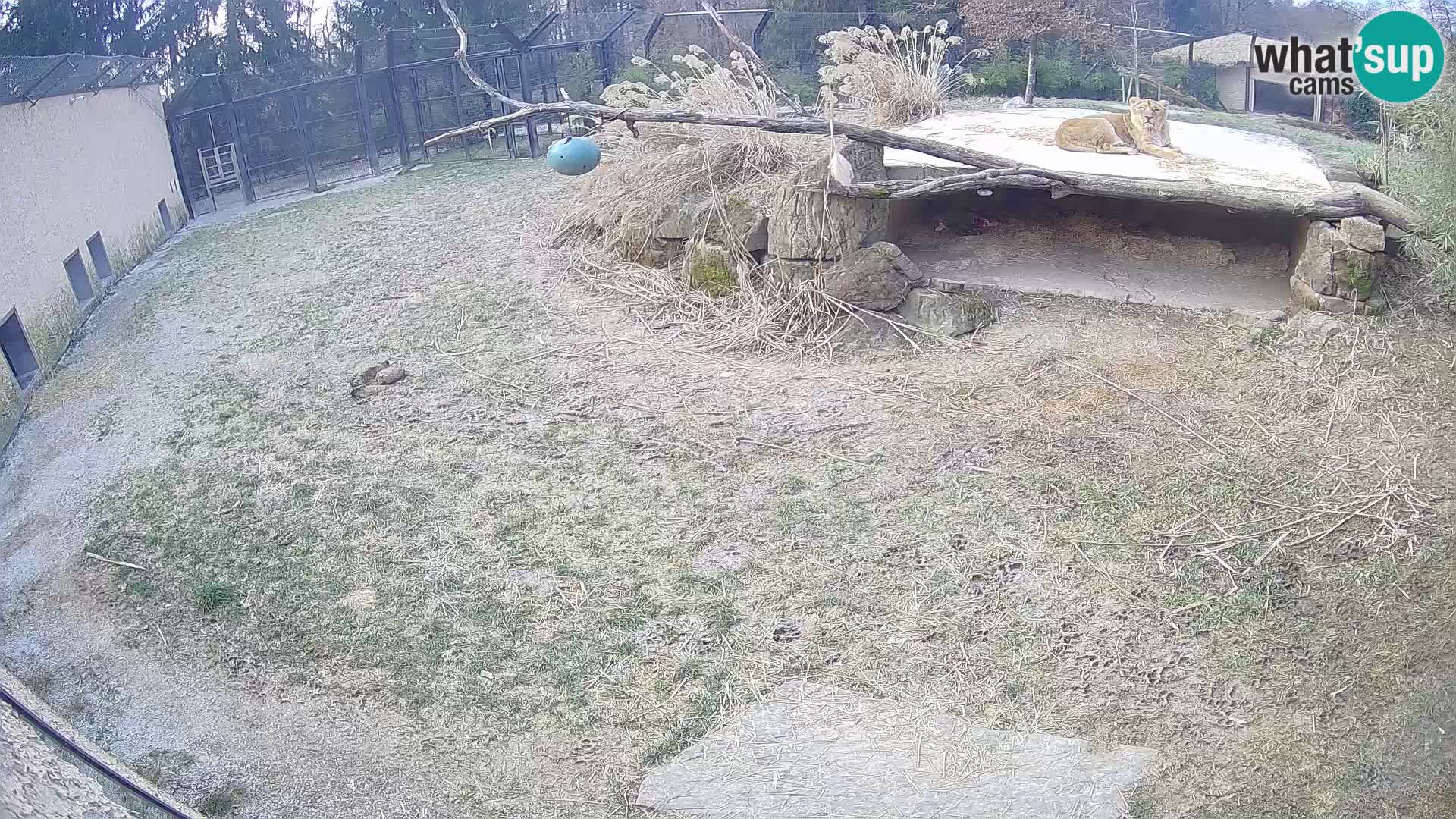 LION live Webcam in Ljubljana Zoo – Slovenia