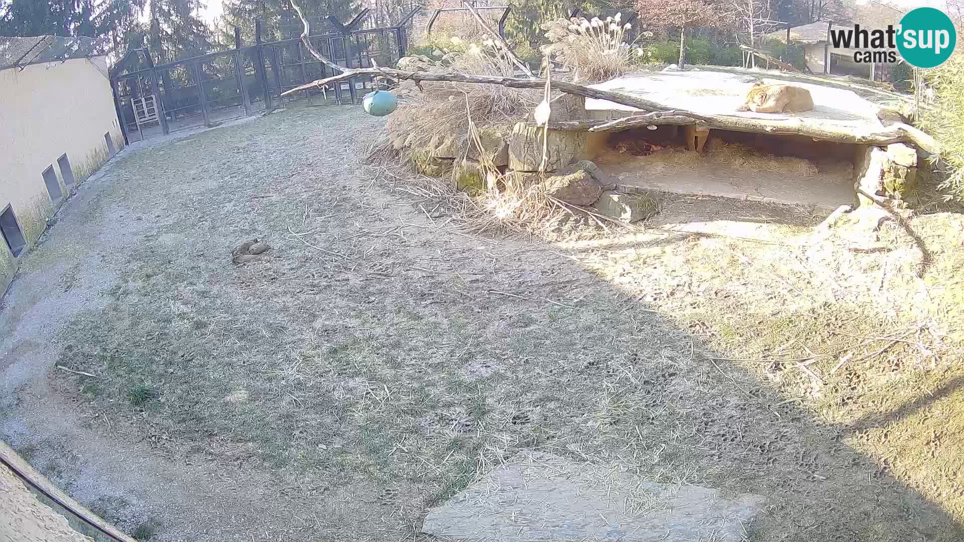 LION live Webcam in Ljubljana Zoo – Slovenia