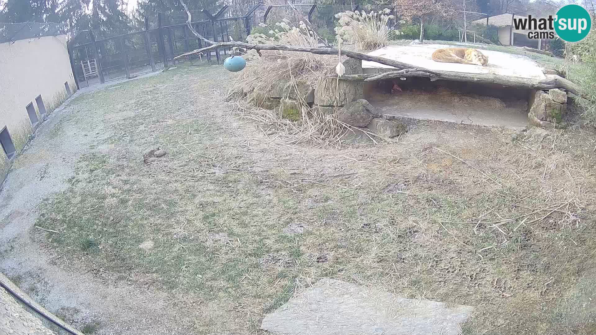 LION webcam en direct du zoo de Ljubljana – Slovénie