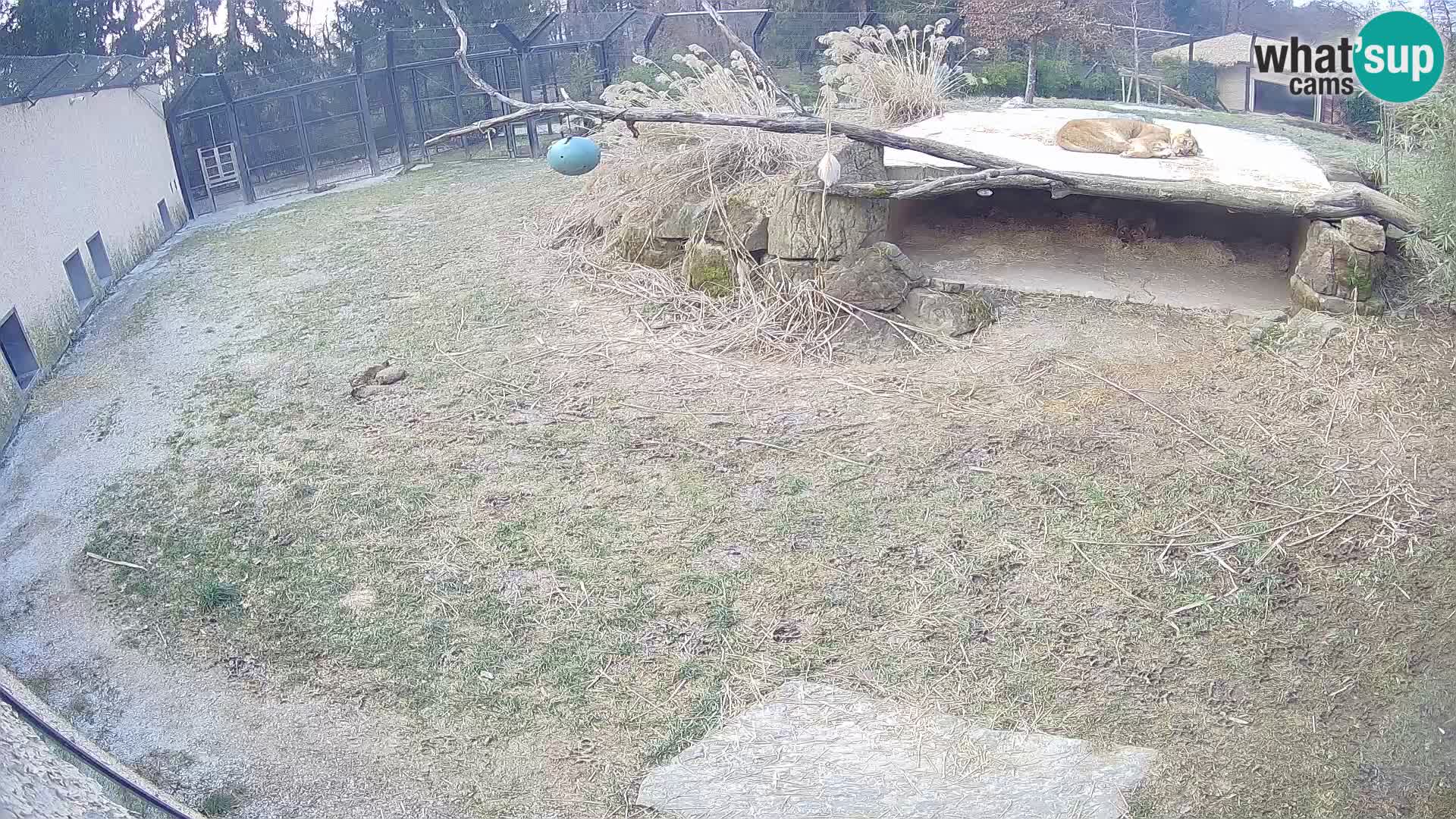 LION webcam en direct du zoo de Ljubljana – Slovénie