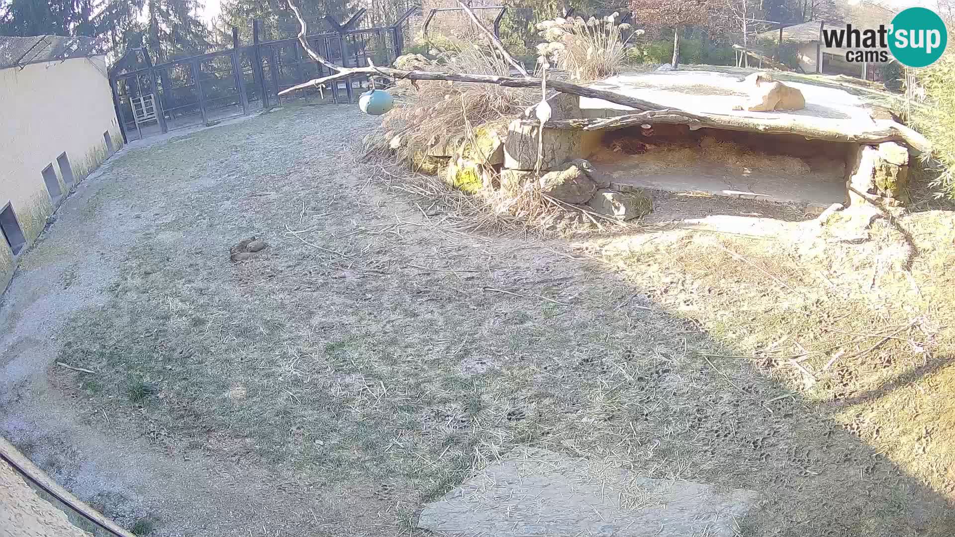 LION live Webcam in Ljubljana Zoo – Slovenia