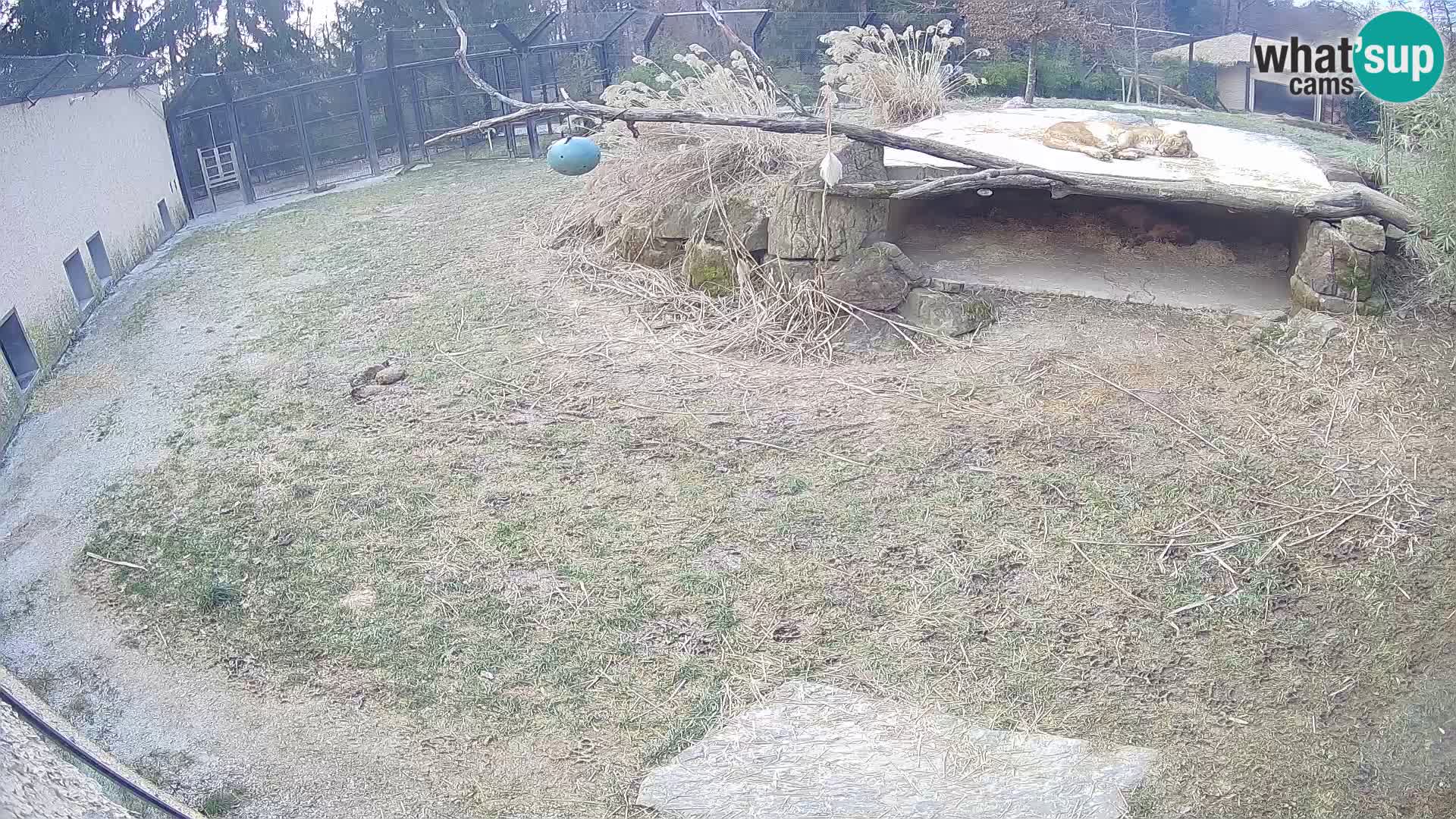 LION live Webcam in Ljubljana Zoo – Slovenia