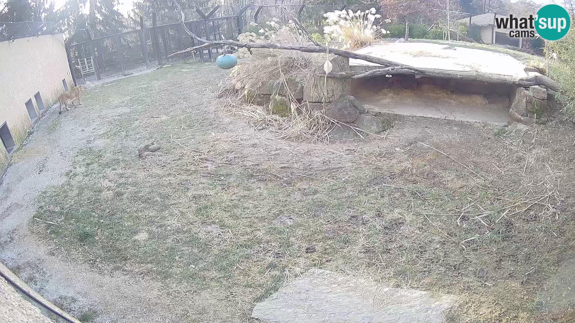 LION live Webcam in Ljubljana Zoo – Slovenia