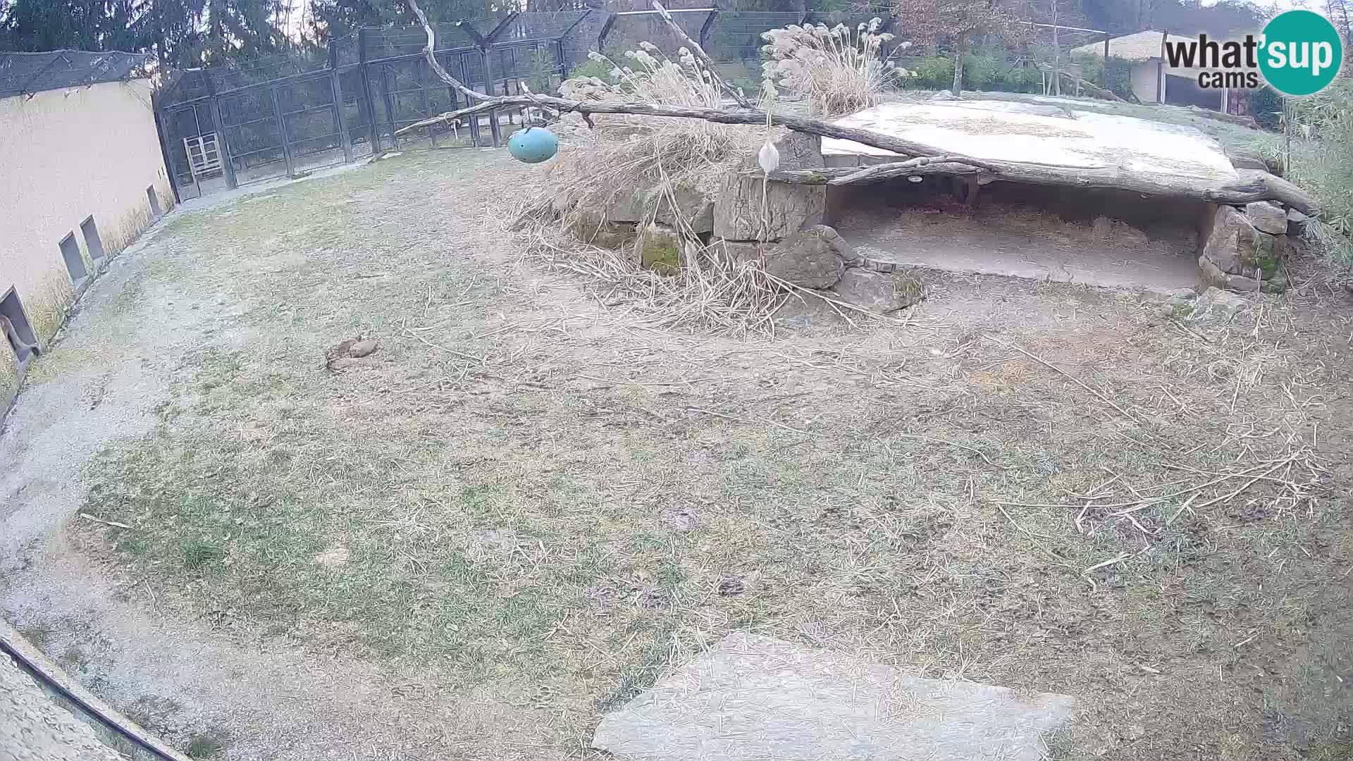 LION live Webcam in Ljubljana Zoo – Slovenia