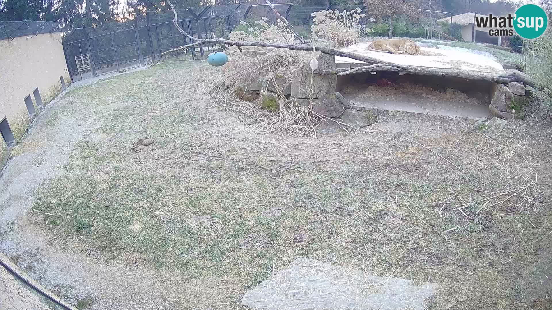 LION live Webcam in Ljubljana Zoo – Slovenia