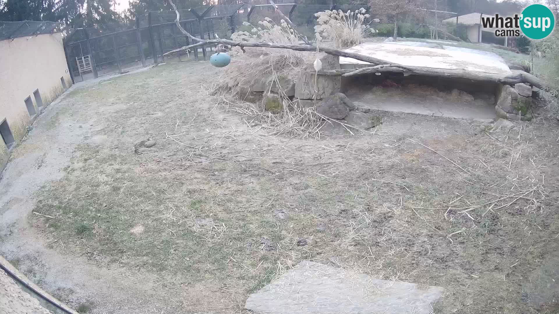 LION live Webcam in Ljubljana Zoo – Slovenia