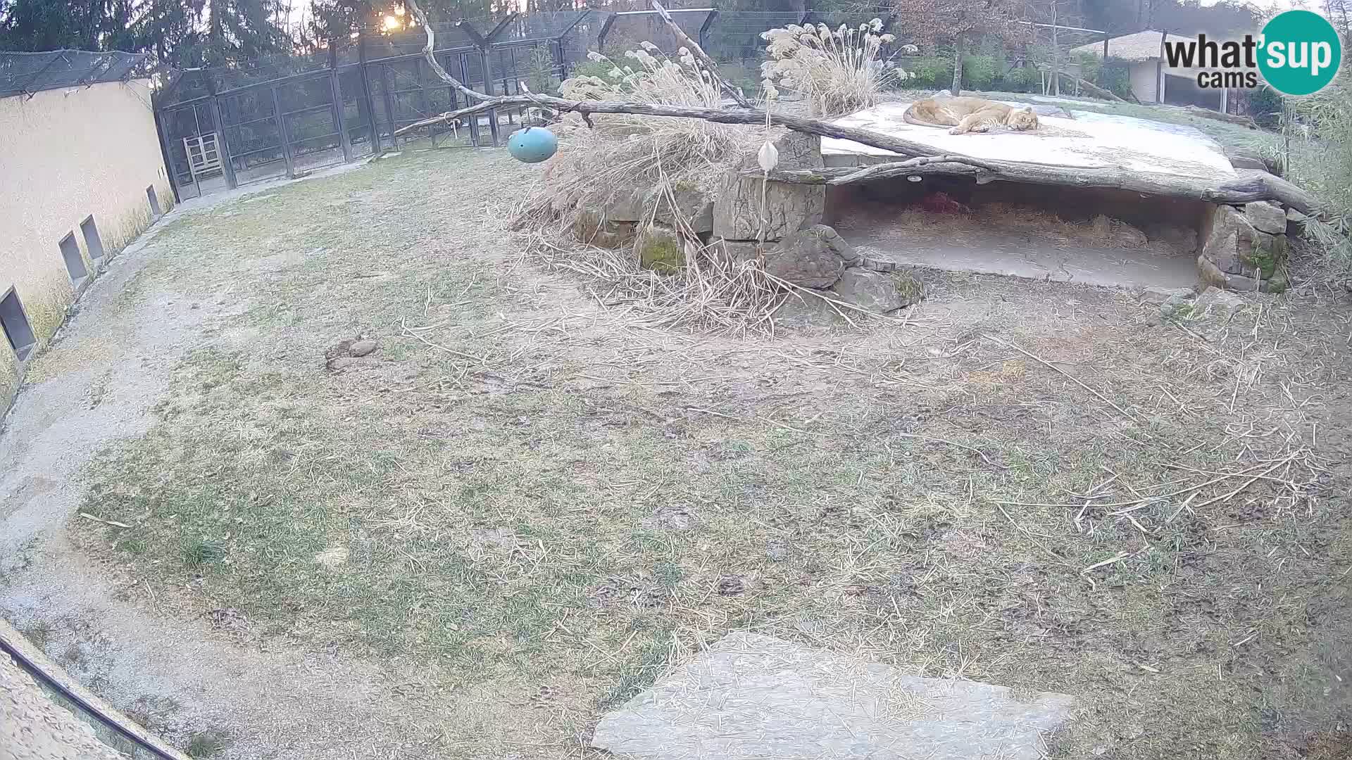 LION webcam en direct du zoo de Ljubljana – Slovénie