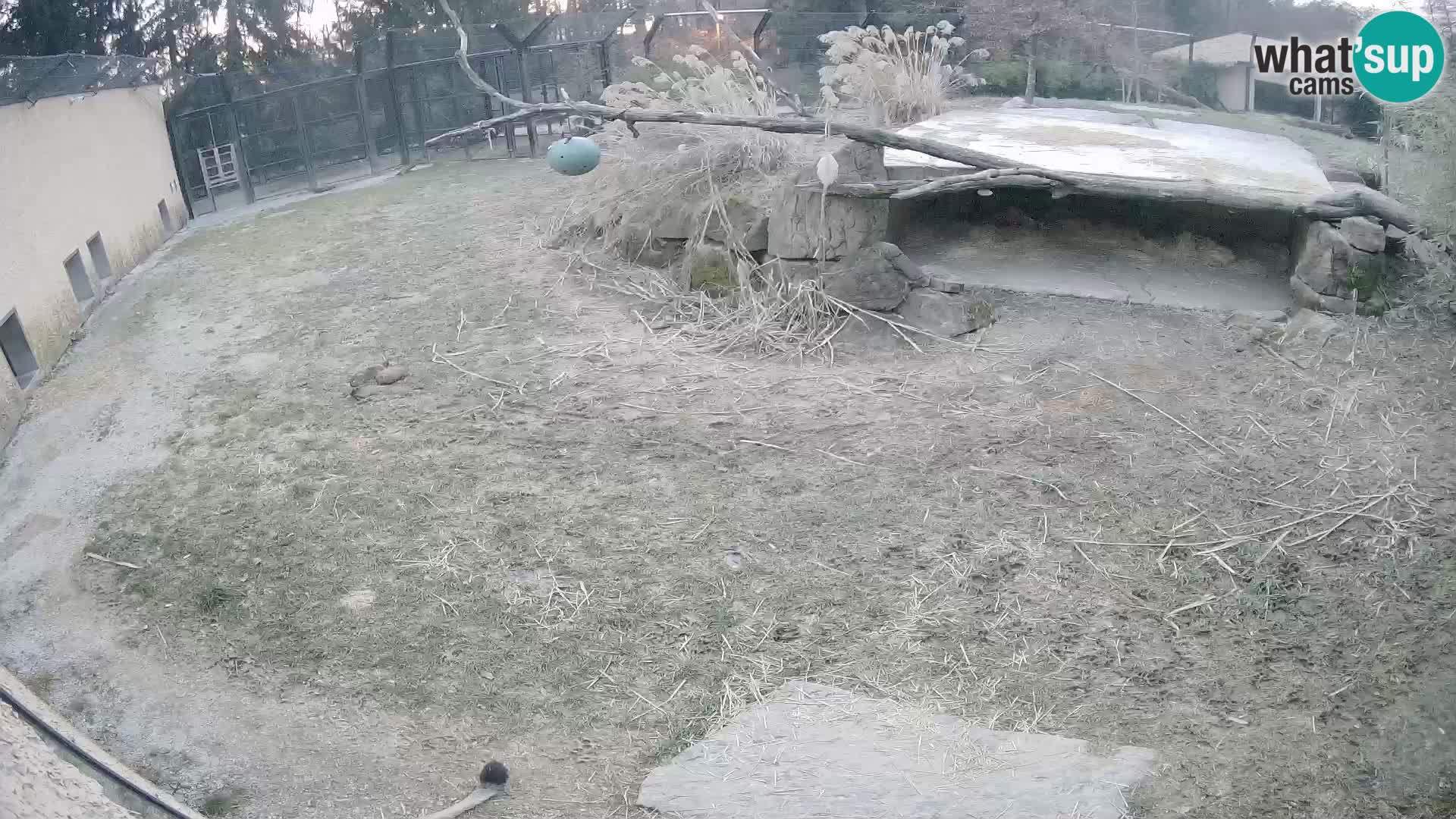 LION live Webcam in Ljubljana Zoo – Slovenia