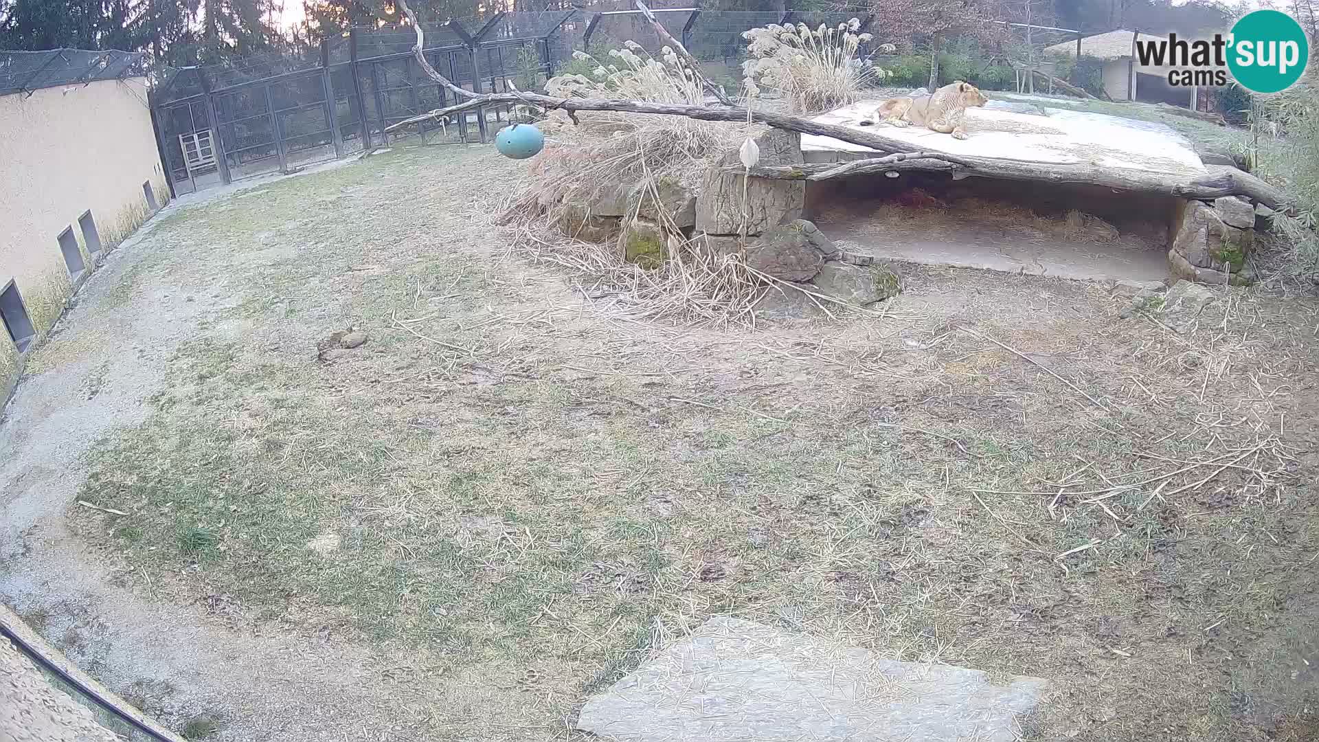 LEON Webcam en vivo en Ljubljana Zoo – Eslovenia