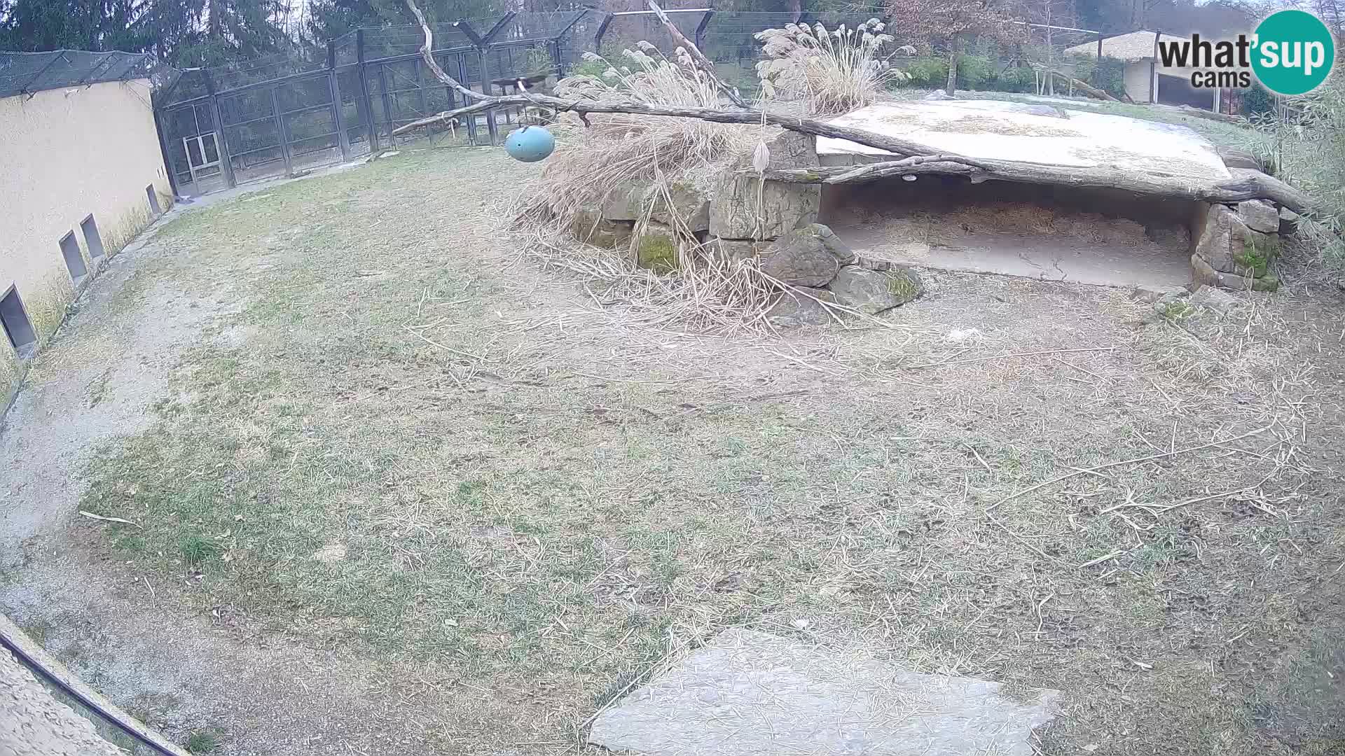 Löwe live Webcam im Zoo von Ljubljana – Slowenien