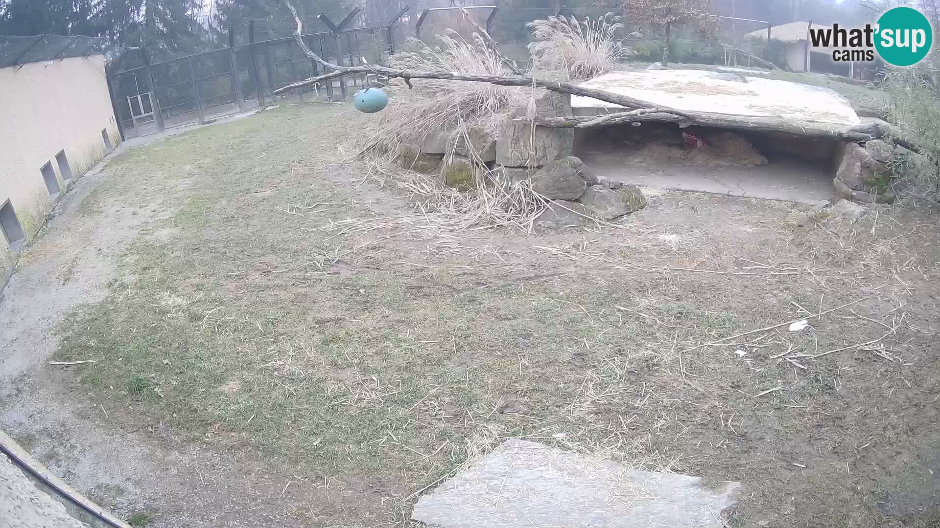 LION webcam en direct du zoo de Ljubljana – Slovénie