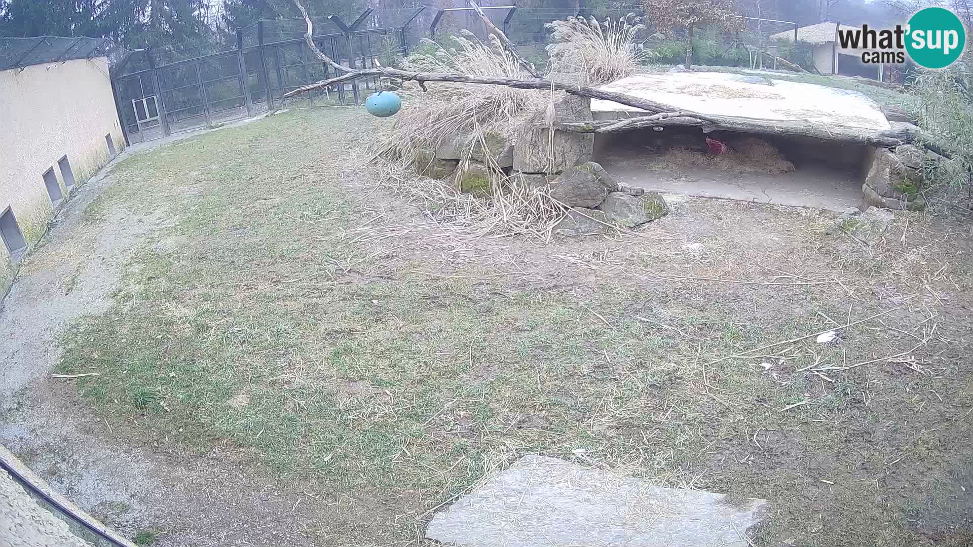 LEONE live Webcam nello zoo di Lubiana – Slovenia