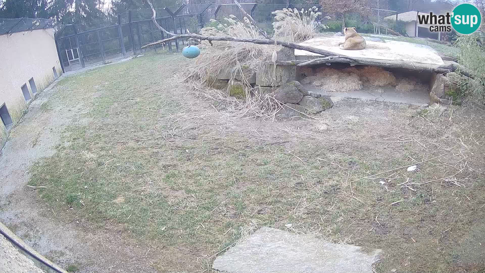 LION webcam en direct du zoo de Ljubljana – Slovénie