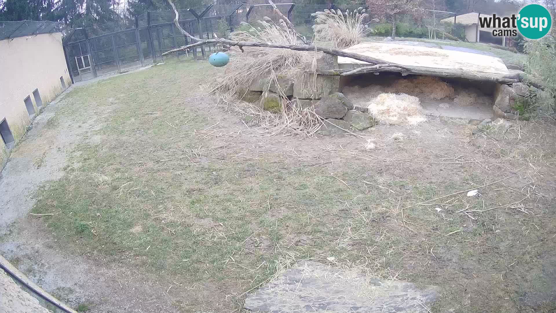 LEONE live Webcam nello zoo di Lubiana – Slovenia