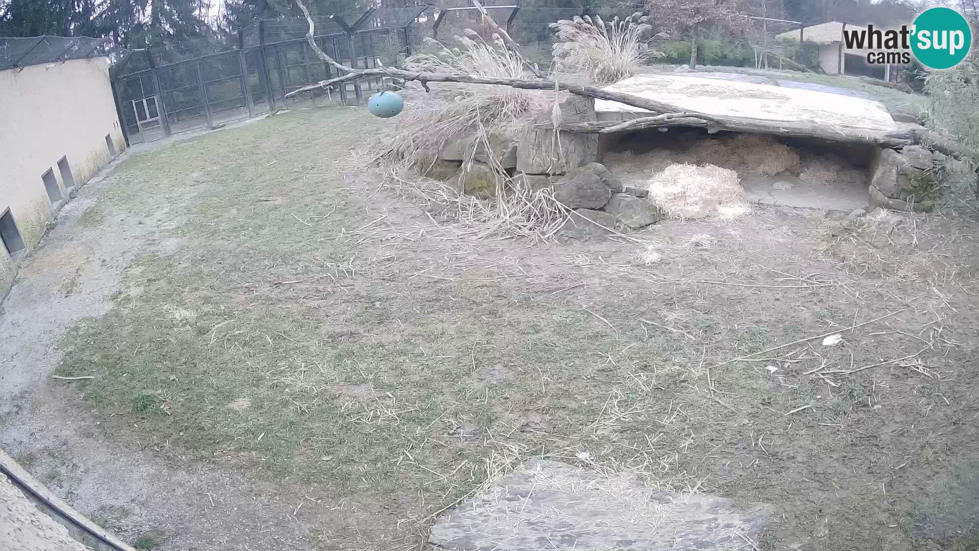 LEVI spletna kamera v živalskem vrtu Ljubljana Zoo