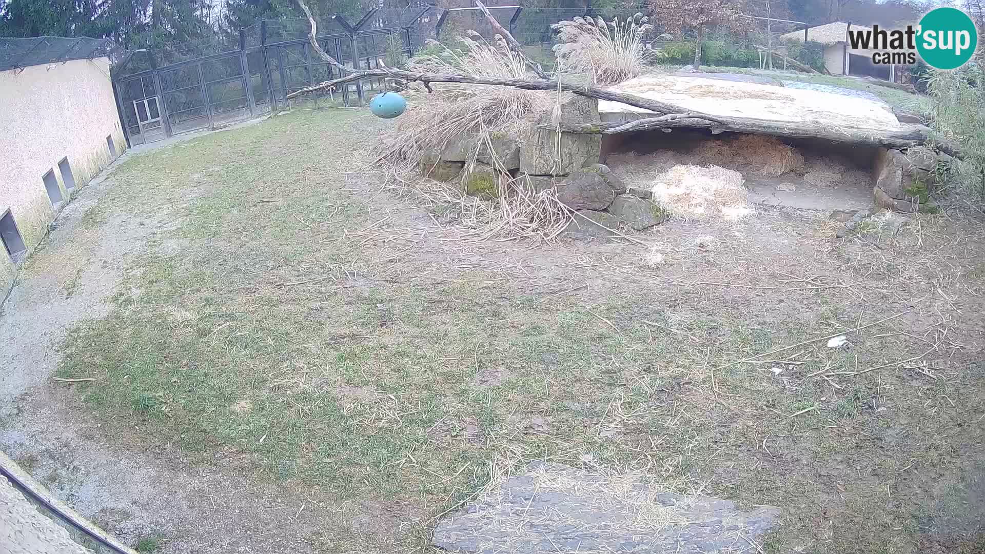 LEONE live Webcam nello zoo di Lubiana – Slovenia