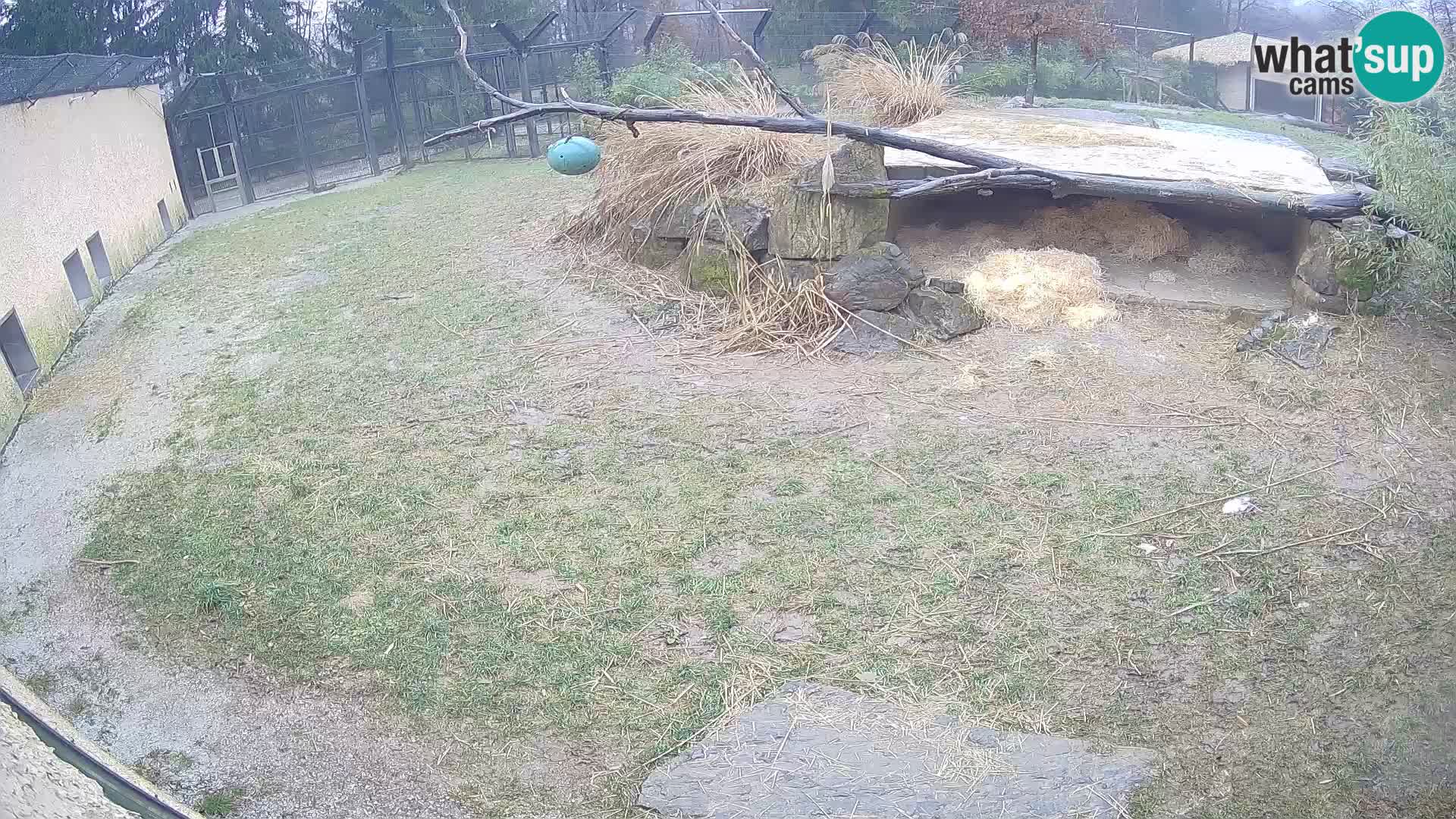 LEVI spletna kamera v živalskem vrtu Ljubljana Zoo