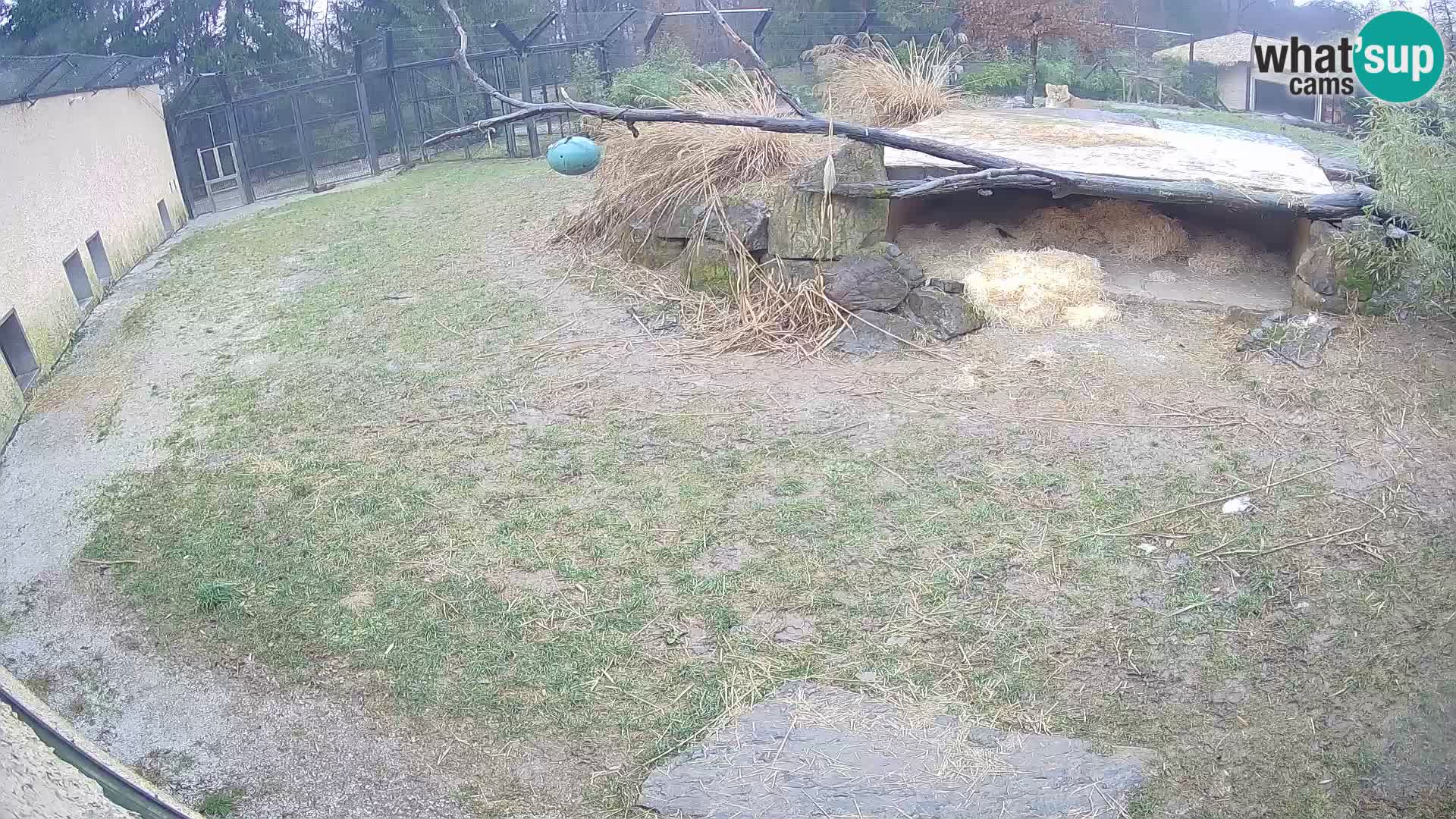 LEONE live Webcam nello zoo di Lubiana – Slovenia