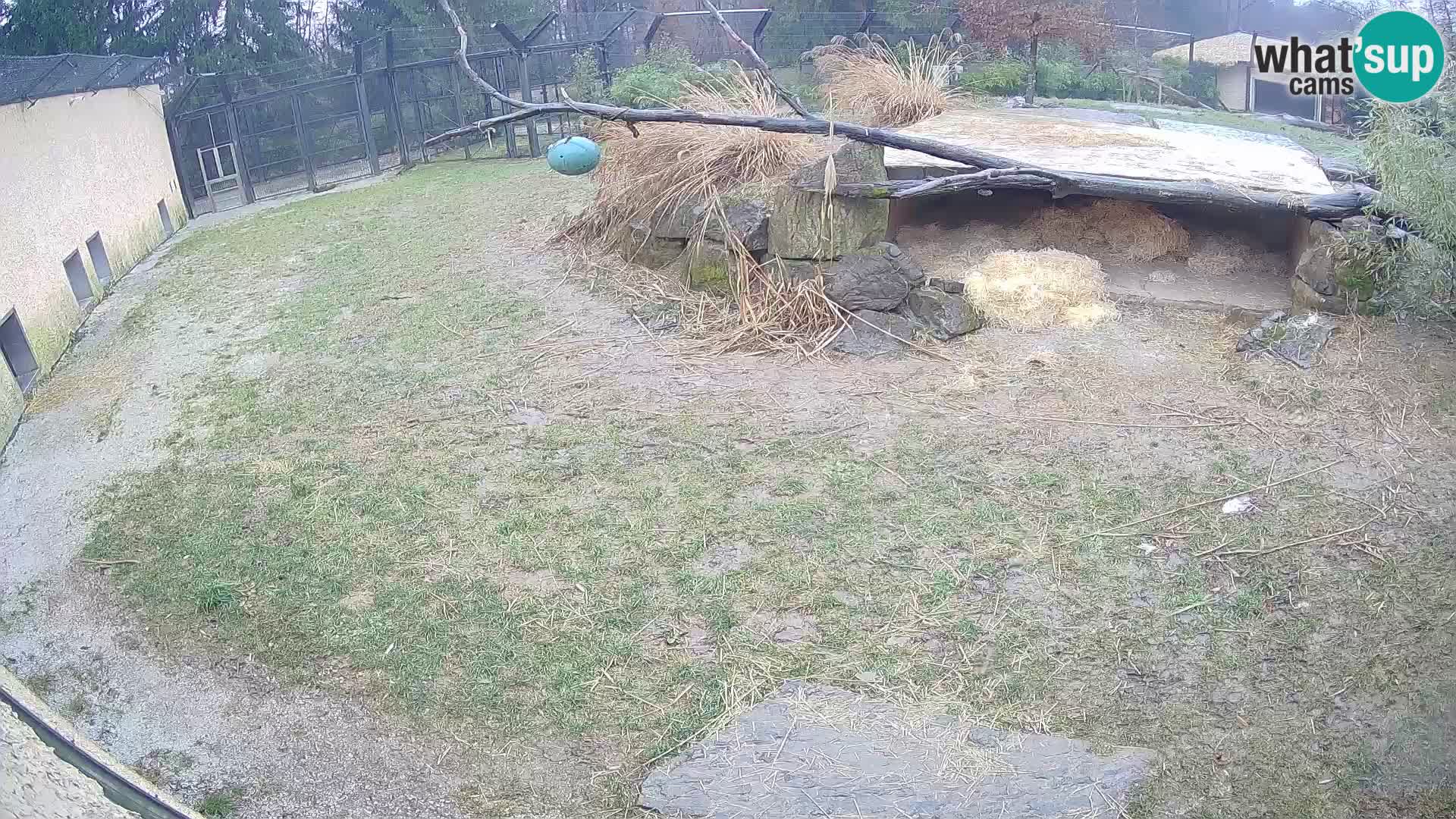 Löwe live Webcam im Zoo von Ljubljana – Slowenien