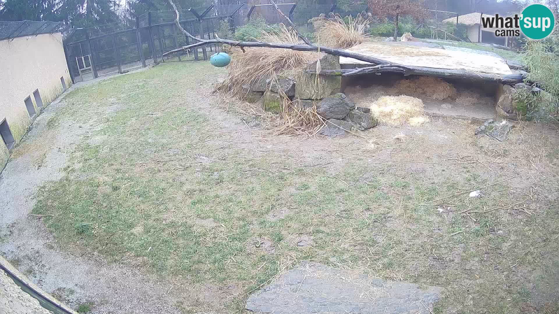 LEONE live Webcam nello zoo di Lubiana – Slovenia