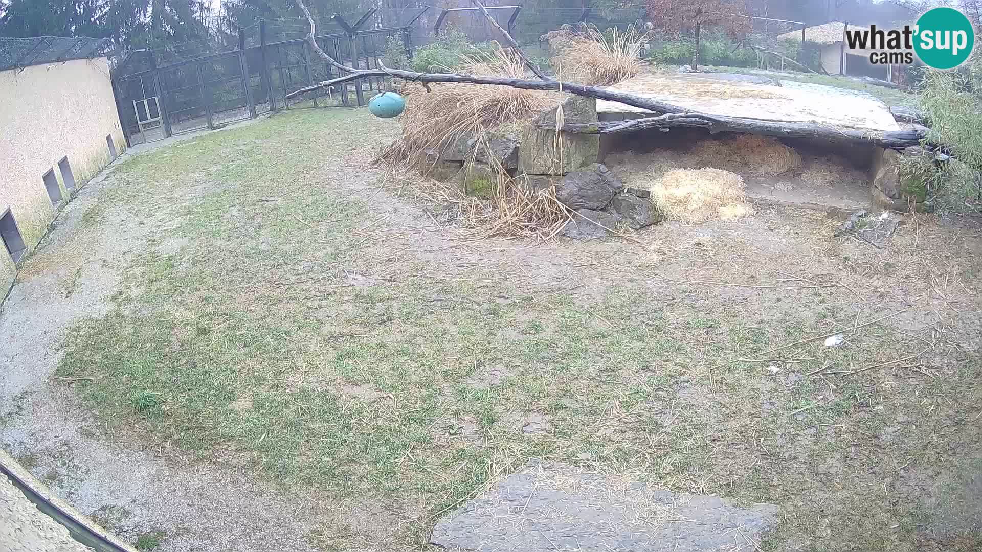 LEONE live Webcam nello zoo di Lubiana – Slovenia