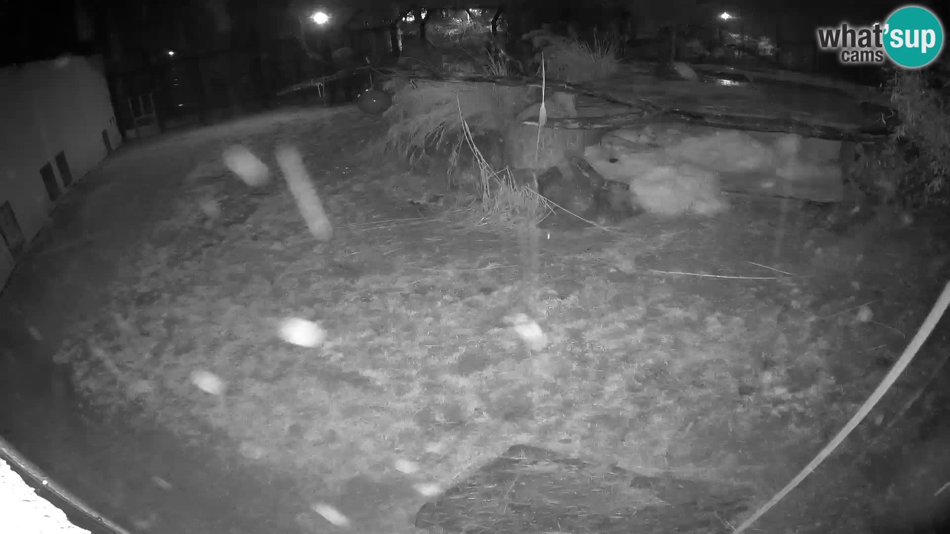 LEON Webcam en vivo en Ljubljana Zoo – Eslovenia